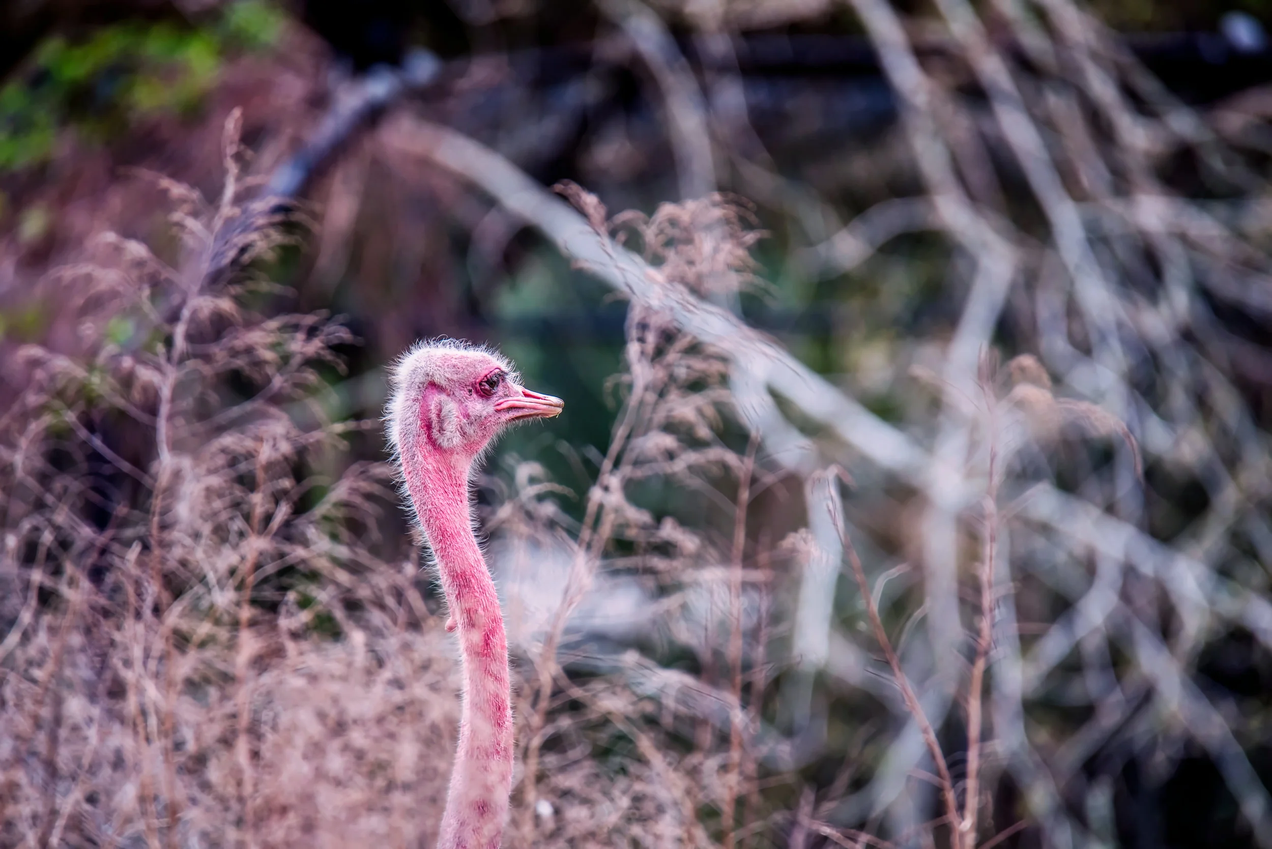 DSC_4856e.jpg