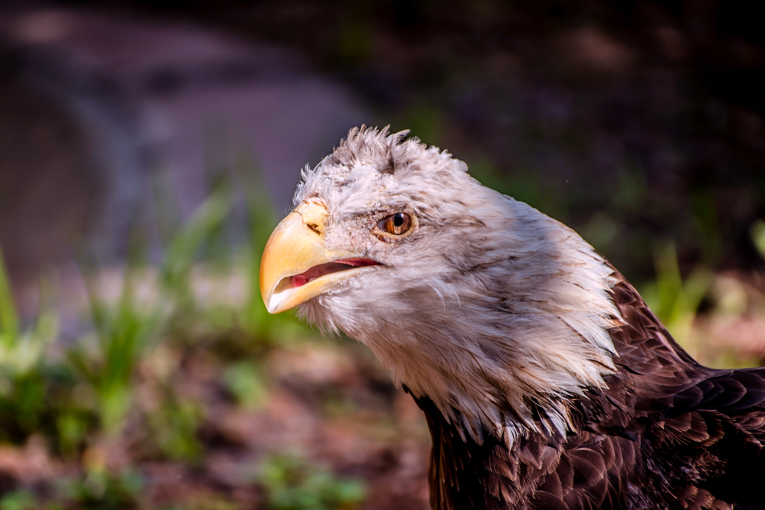 DSC_5376e.jpg