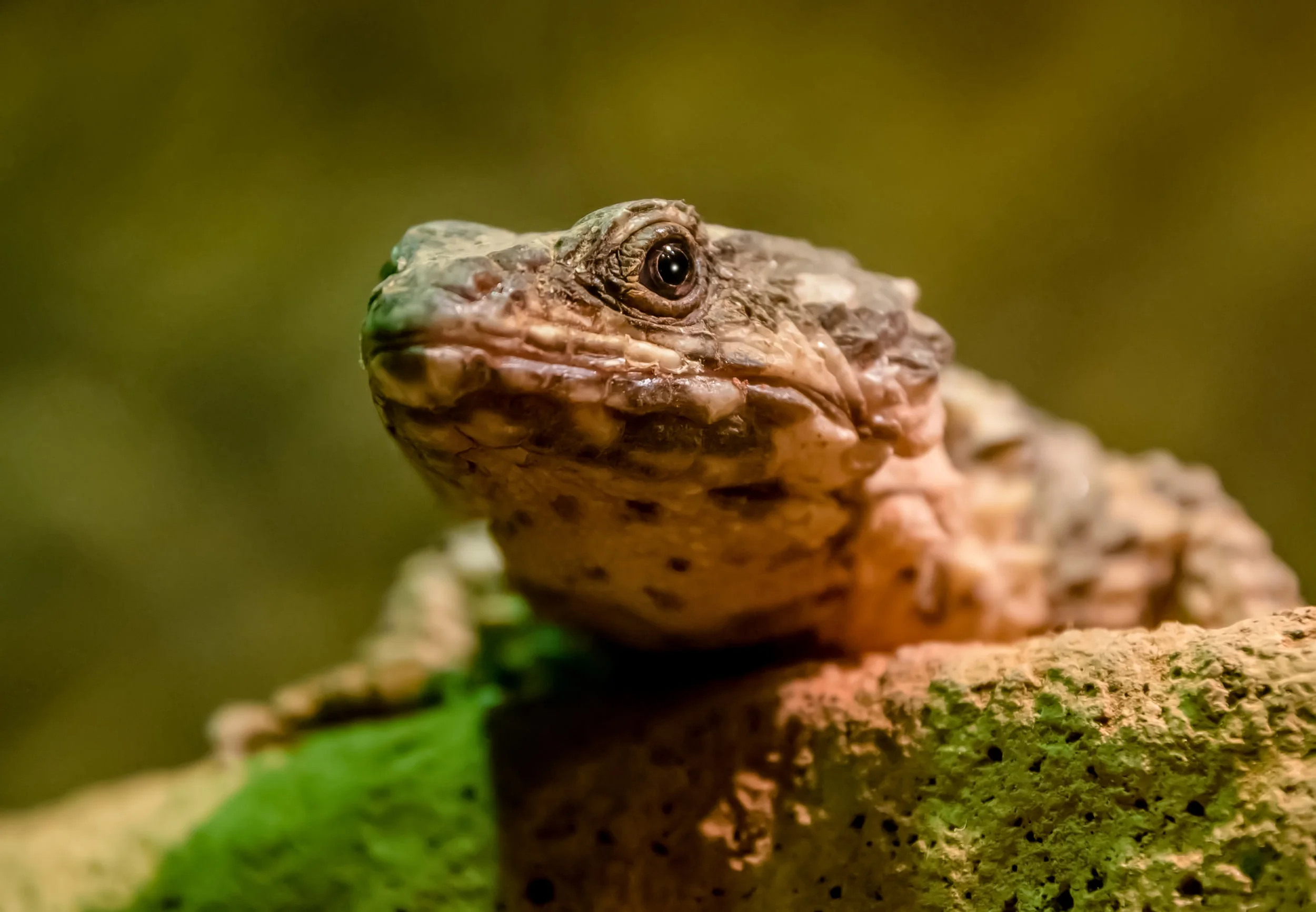 DSC_4937e.jpg