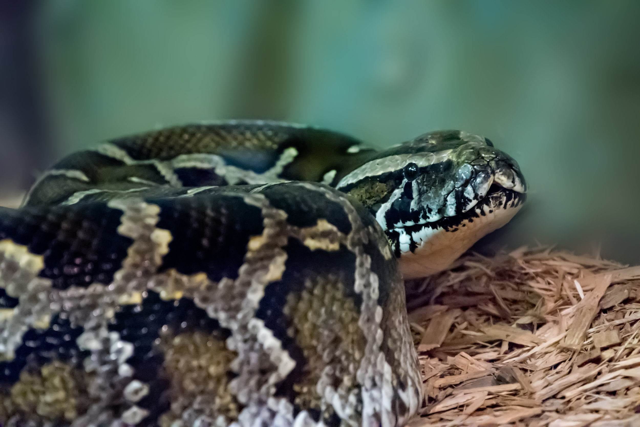 DSC_5300e.jpg