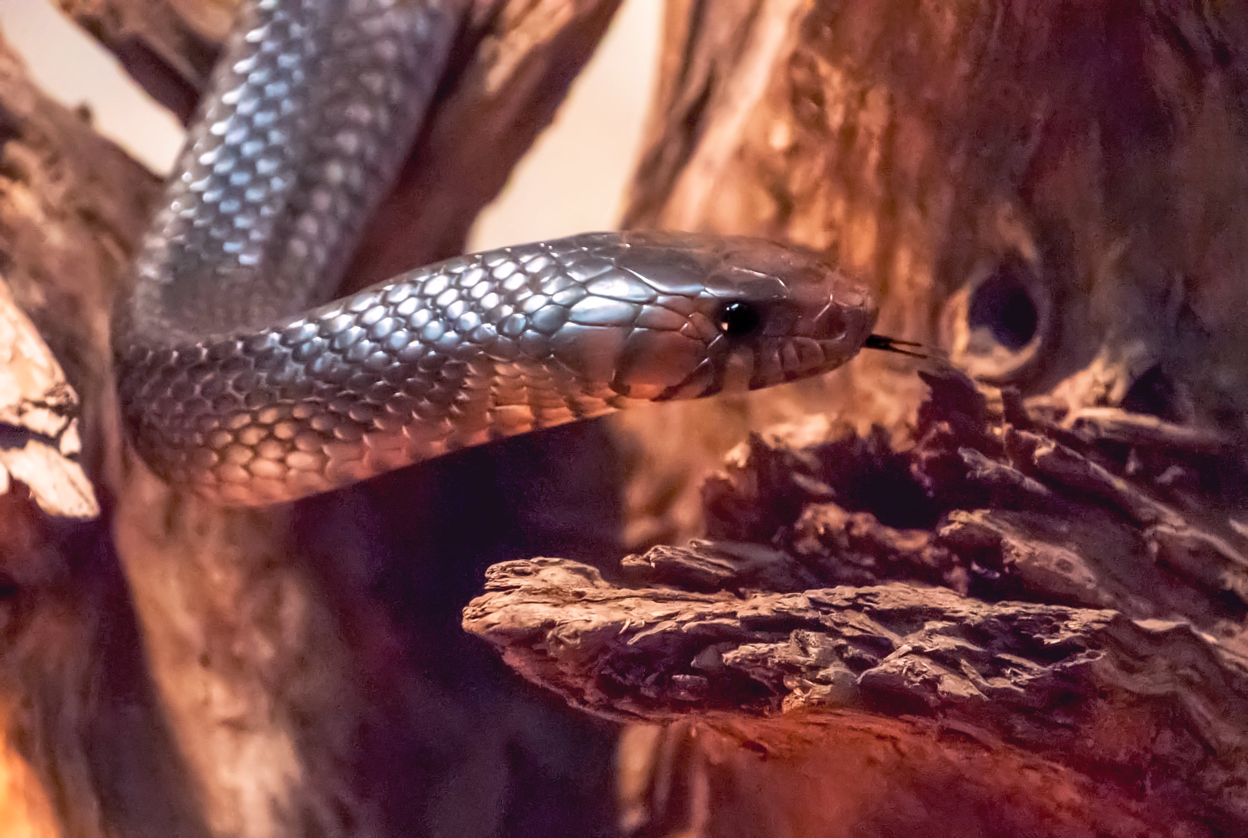 DSC_5348e.jpg