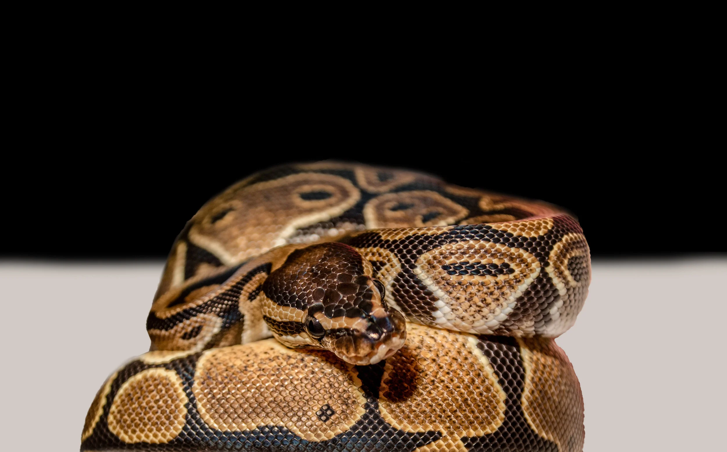 DSC_3804a.jpg