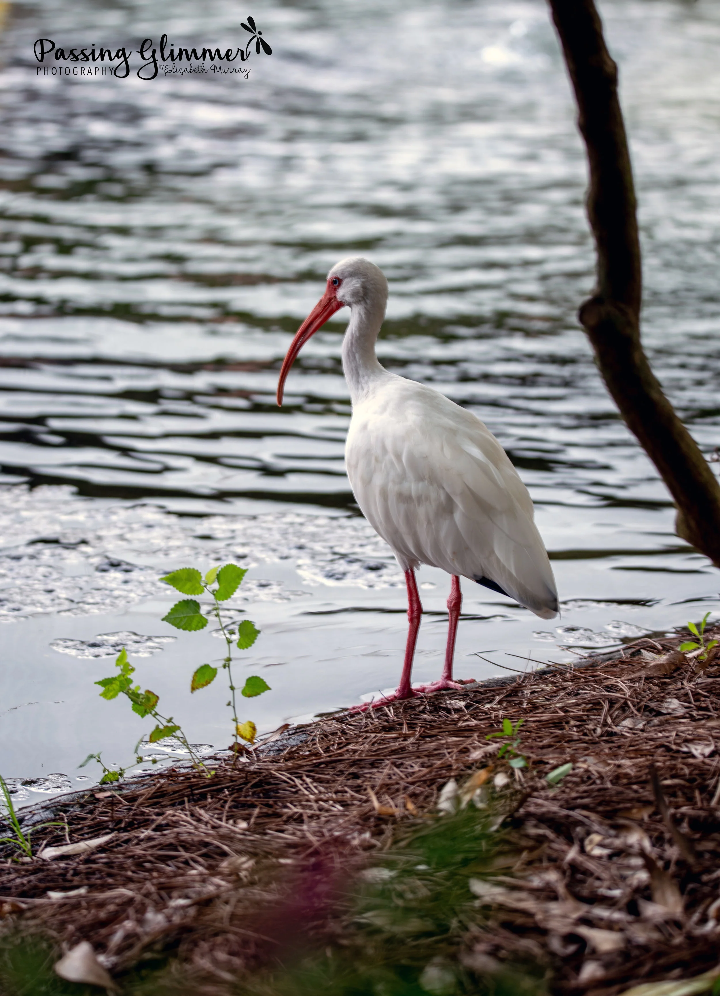 DSC_2389.jpg