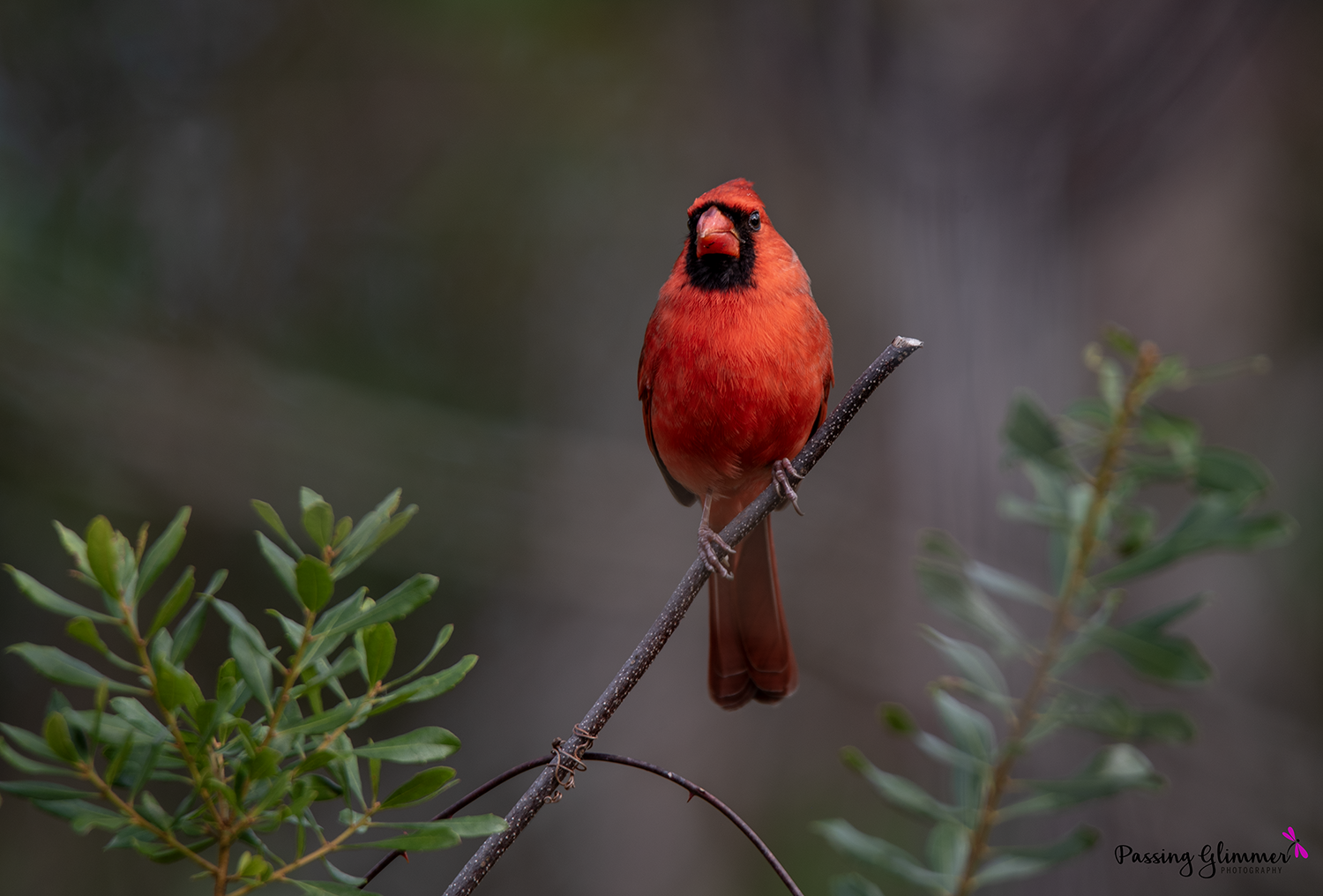 CardinalPortrait1.png