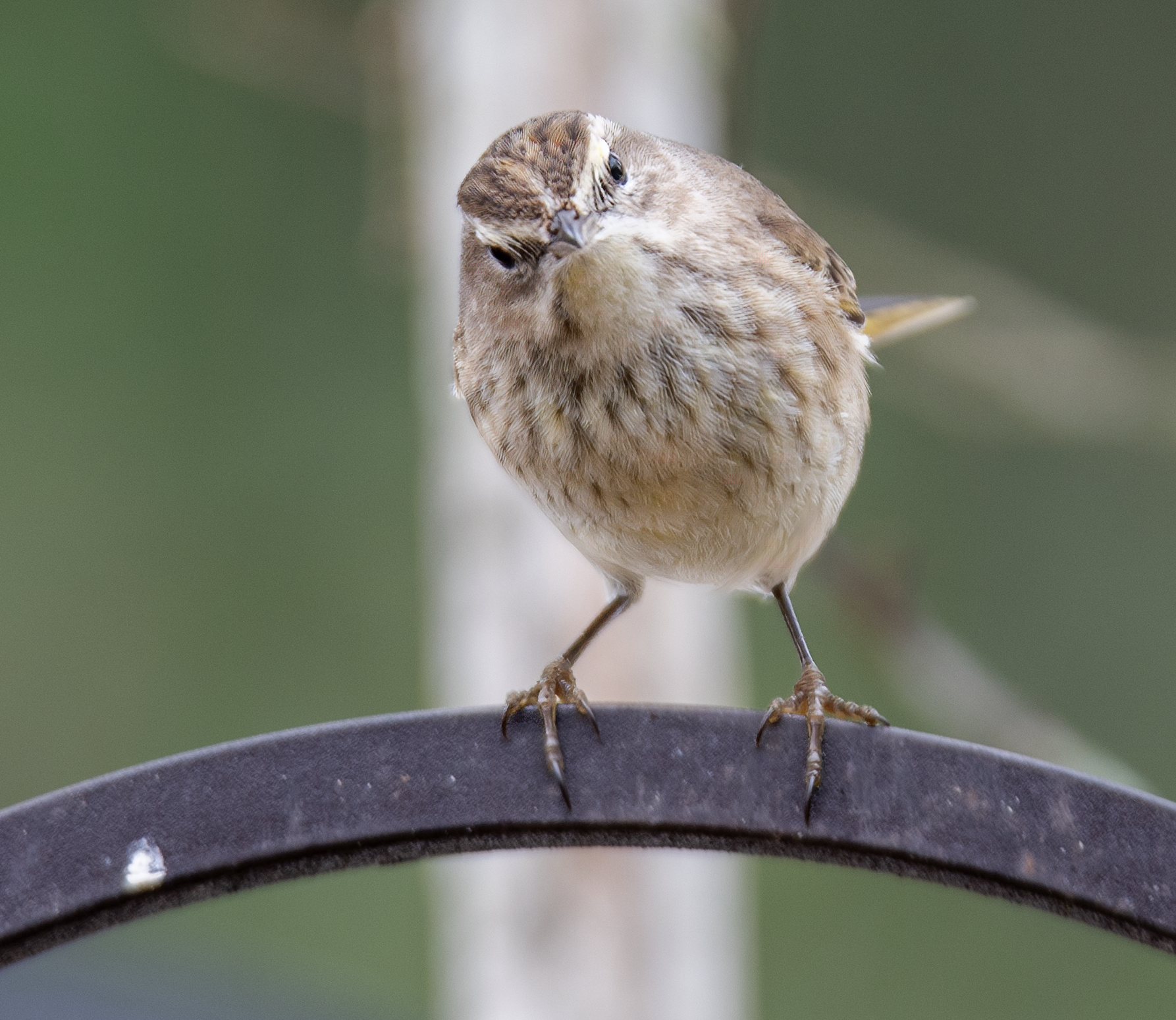 DSC_3838-w.png
