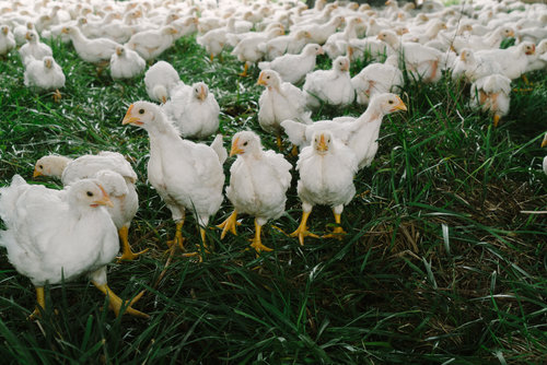 Yesterday I had the pleasure of meeting two of the top executives of the chicken industry. They had come to the farm to inspect our soy bean roaster. Turns out they have a non profit project in central Africa to get protein more available to young children and they are considering the same kind of roaster that we use in their African feed mill. They liked the roaster and I got to ask lots of questions. During the spike in grain prices 5-7 years ago, I would check grocery store chicken prices and they remained pretty constant. Then I would tell my family, those companies sure do have deep pockets because the chicken price does not reflect their added grain costs. Turns out that one big company was only 3 weeks away from bankruptcy. That got my attention. I also learned that the current cost to produce a 4.5 lb. live bird in confinement is $.37/lb or $1.67 per bird. Our cost for the day old chick is $1.08. so that only leaves $.59 to buy feed and labor to grow that bird for 8 weeks. Our feed is about $.22/lb so we could feed 2.7 lbs of feed which would get us about one pound of meat, and no extra money to pay for our labor. The point is, when a company deals with HUGE economies of scale, the cost of production can drop a lot. We strive to keep our production costs low and pass along those savings, but we can never come close to $.37/lb. Another viewpoint is this: our chicken is not so expensive, but their chicken is ridiculously cheap. Thanks for using some of your discretionary income to buy our poultry and beef. We realize that you have other choices. We move our poultry from the brooder to the pasture at week 3 and then moved every day to fresh grass. They eat insects, legumes and grass, as well as an antibiotic-free, non-GMO ration of corn and soy, prepared here on the farm, that we feed them. We source the grains directly from the farmer and pass the savings along to you. This year, one of the farmers is our neighbor. Once again this year, we'll dress the poultry at our on-farm processing facility. You can pick up fresh poultry at our farm the same day, or at a delivery location the next day. Good news, prices will be the same as last year and you can start ordering now ! Chickens Ordering is not required if you get less than 10. For parts you may want to order, to make sure you get what you want. Turkeys Please order in advance. These will be available in November. Pasture-finished Beef (Individual parts or bulk) Our beef is finished on quality pasture instead of feedlot grain. These beeves have been given no antibiotics. $200 deposit for a 1/2 beef and $400 for a whole beef. We expect to process in June and in the fall. Upcoming Purchasing Dates and Times FARM: New hours! 3 to 6 p.m. Starting April 25 till October, we will be selling at the farm on the 2nd and 4th Tuesdays of each month. DELIVERY: Springfield, noon to 1 p.m.; Mansfield, contact us for time; Rolla contact us for date/time. Starting April 26 till October, we will be selling at Mansfield and Springfield on the 2nd and 4th Wed. ROLLA or POPLAR BLUFF: Please contact us for dates and times of delivery. To order: Go to the "order" tab on our website.www.pvpoultry.com, email us at orders.pvpoultry@gmail.com, call us at 417-277-5869, or write us at Peace Valley Poultry, 8290 CR 1980, West Plains, MO 65775. Hope you have had a healthy and blessed winter! Jim & JudyJo Protiva, and Isaac "If the Son therefore shall make you free, you shall be free indeed." John 8:36