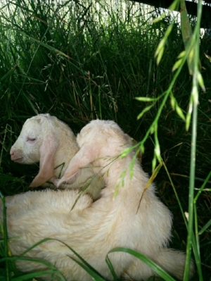 Our two new baby goats, born last week. They are a sweet addition to our farm. 