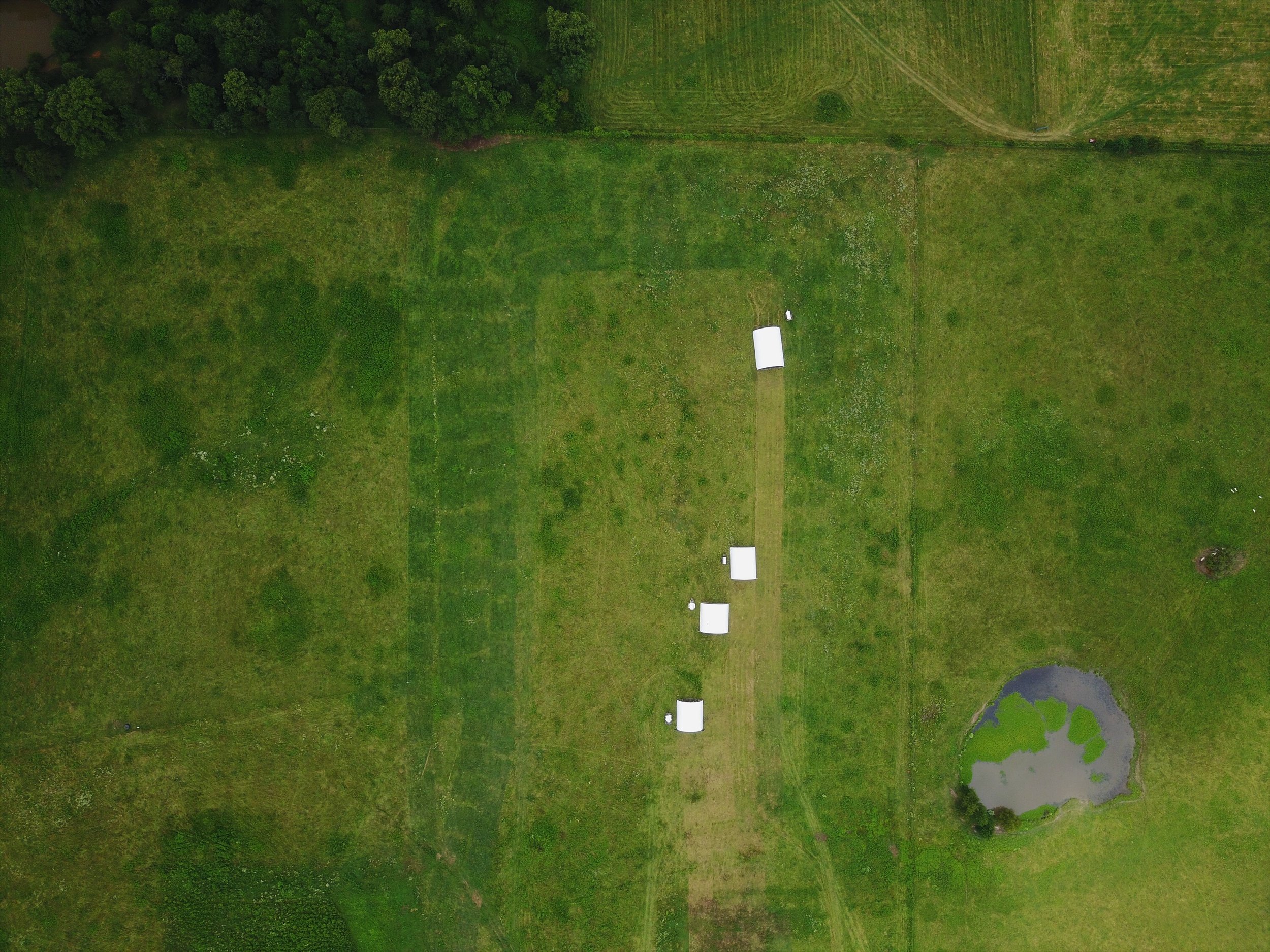 Chicken hoop houses on pasture. Notice the dark green where they have been before.