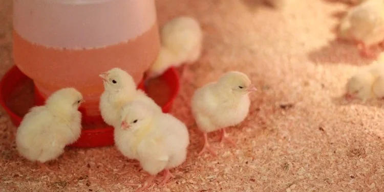 Chicks2.jpg