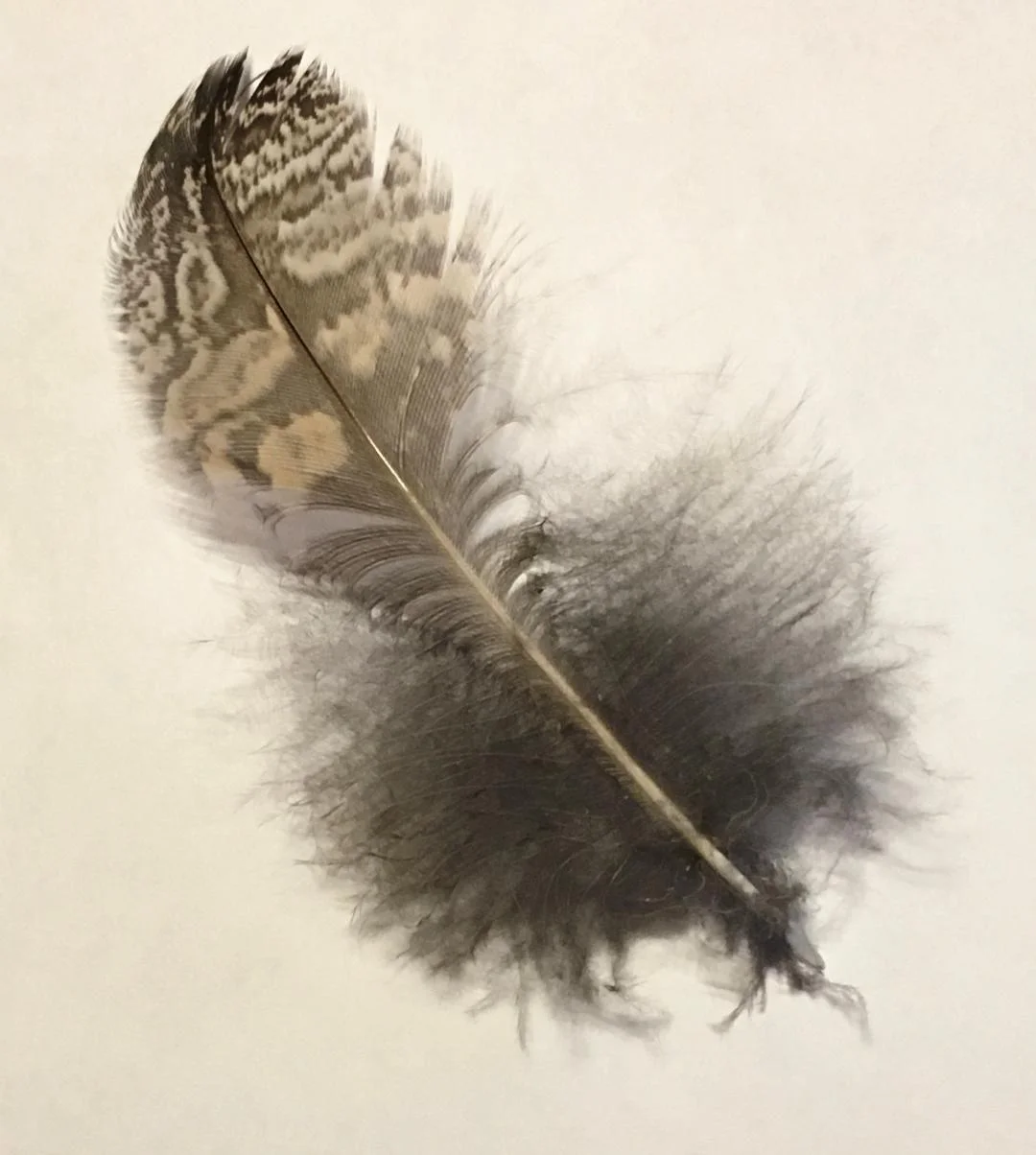 The feather of a Great Horned Owl. Raptors were cheated out of an easy meal.