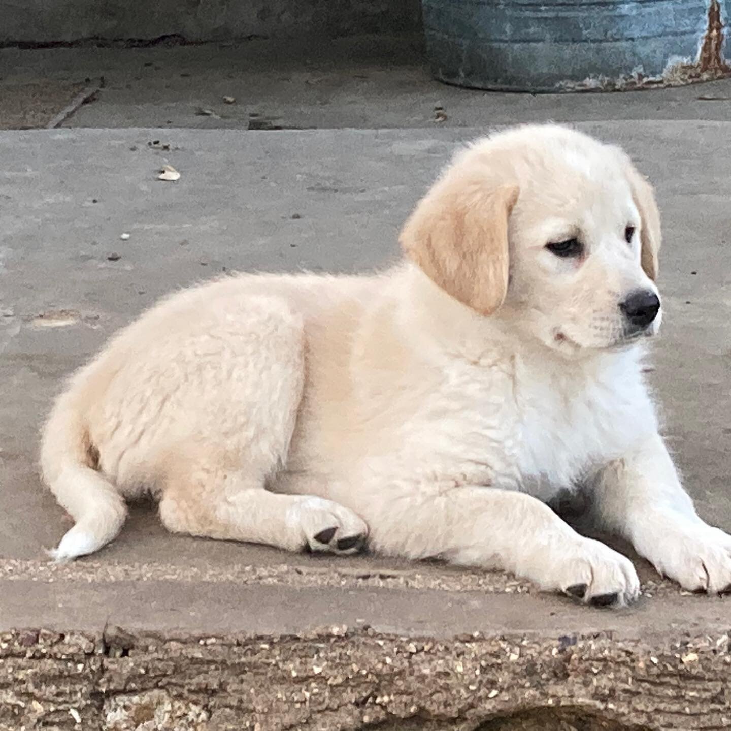 We have sweet puppies available! Message us for more details! #farmdog #komondorgreatpyreneescross #lgd