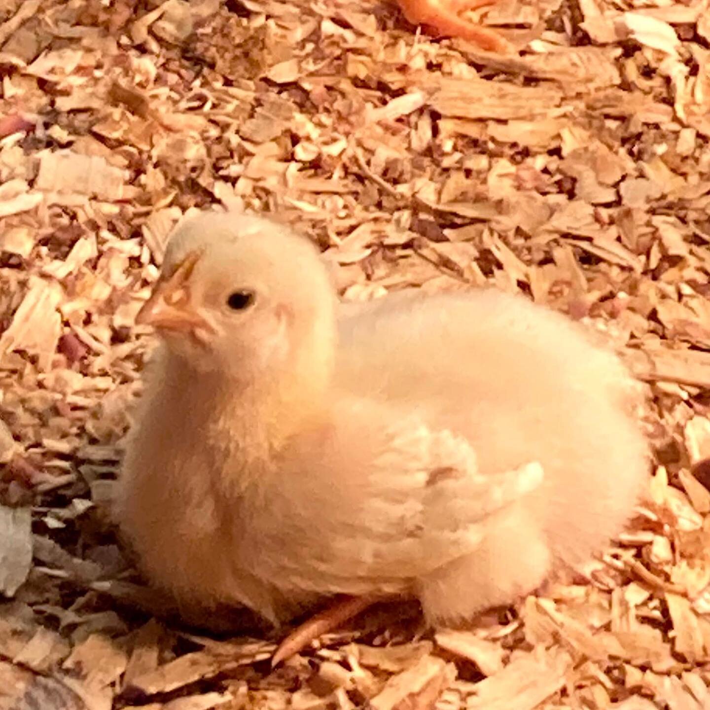 The chicks are here and growing! #2021chickenseason #knowyourfarmer #pasturedpoultry