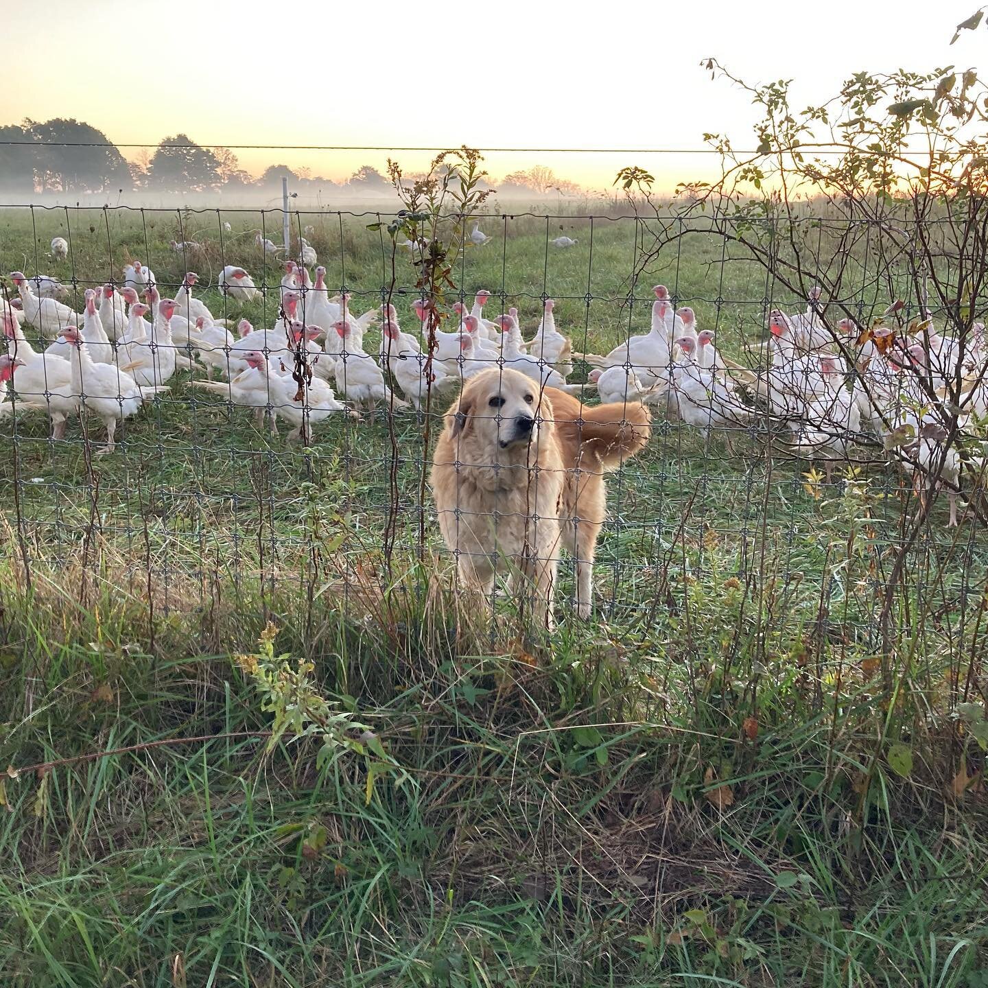 Ruth, our faithful turkey guardian. 😊#pasturedpoultry