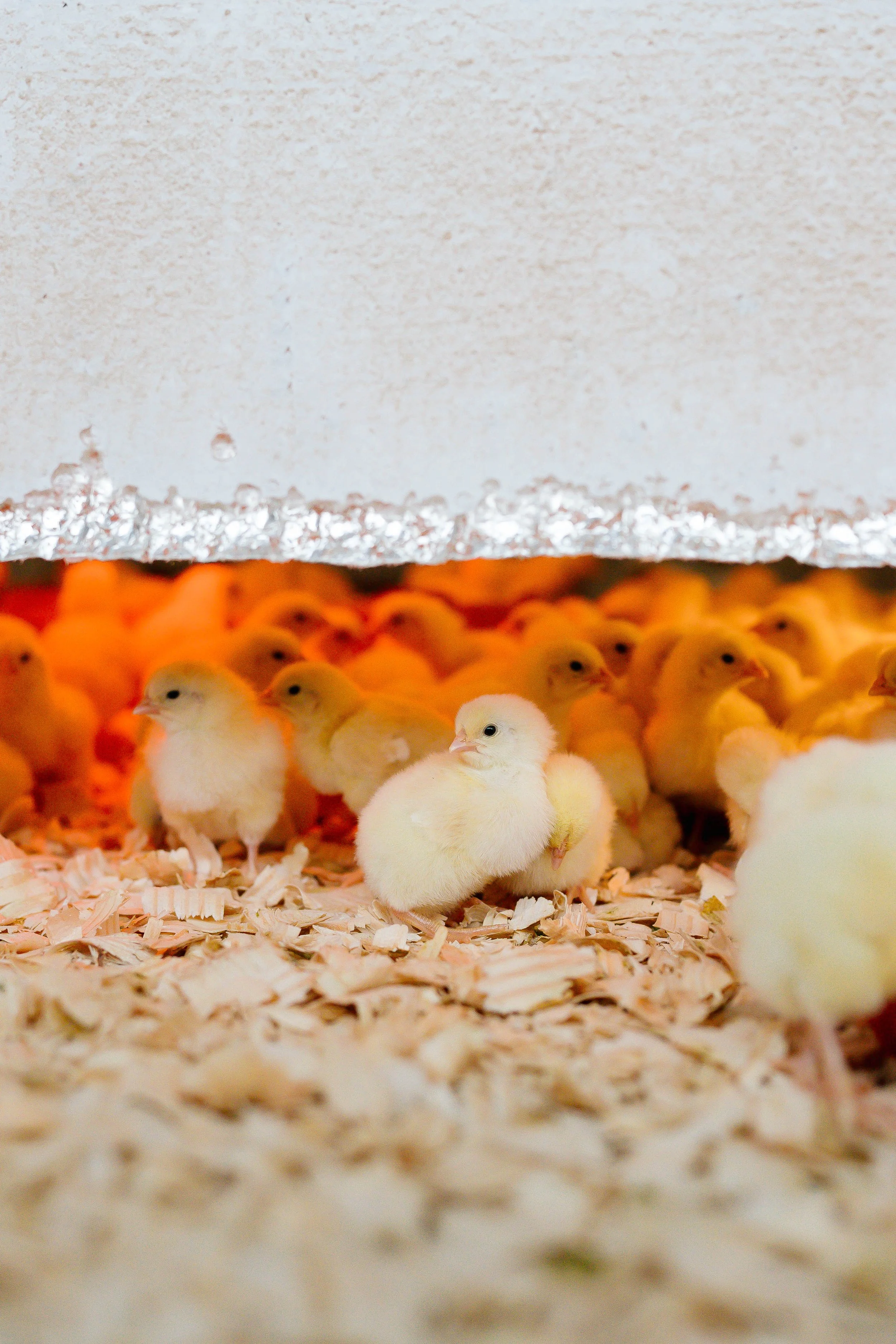 Spring Newsletter 2026