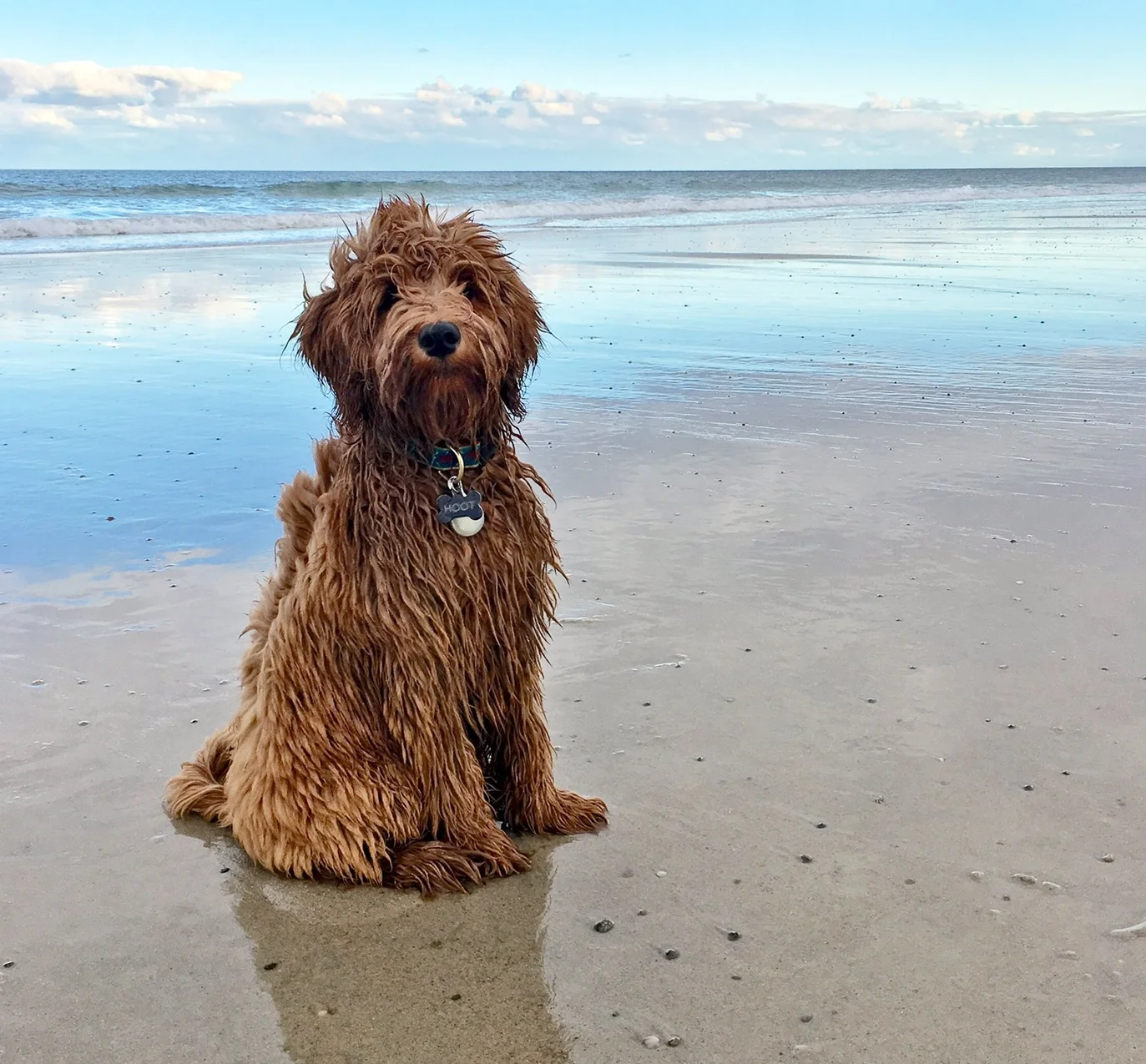 Australian Labradoodle Cobberdog 2025