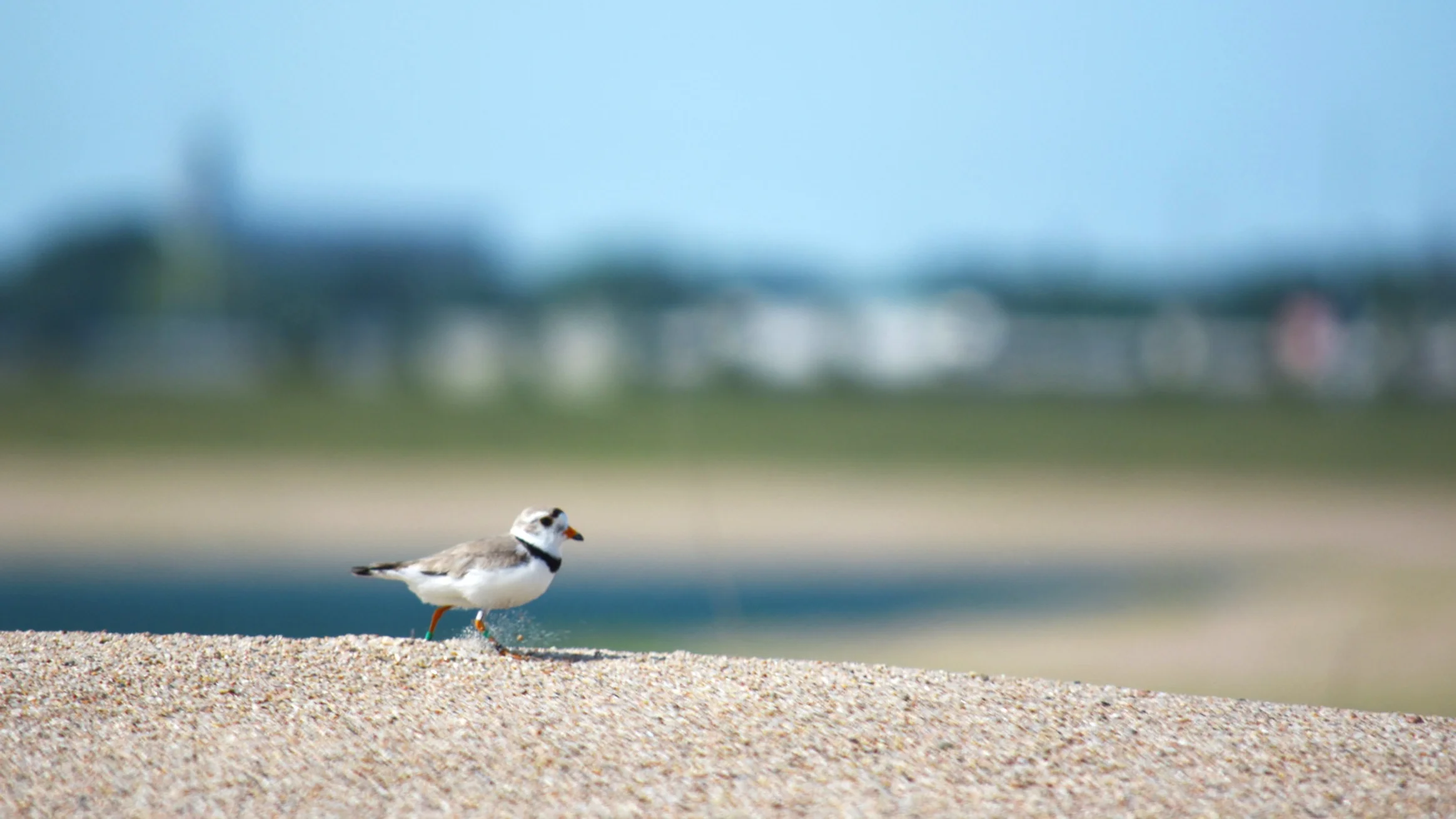 Photo by BRADY JONES/Lyman-Richey Corporation A piping plover scurries along some of the sand at Lyman-Richey Sand & Gravel’s Fremont location.