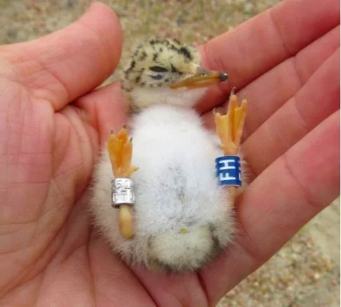 Photo courtesy of the TERN AND PLOVER CONSERVATION PARTNERSHIP Birds like this baby tern have been banded so researchers can track changes in the population and migration patterns.