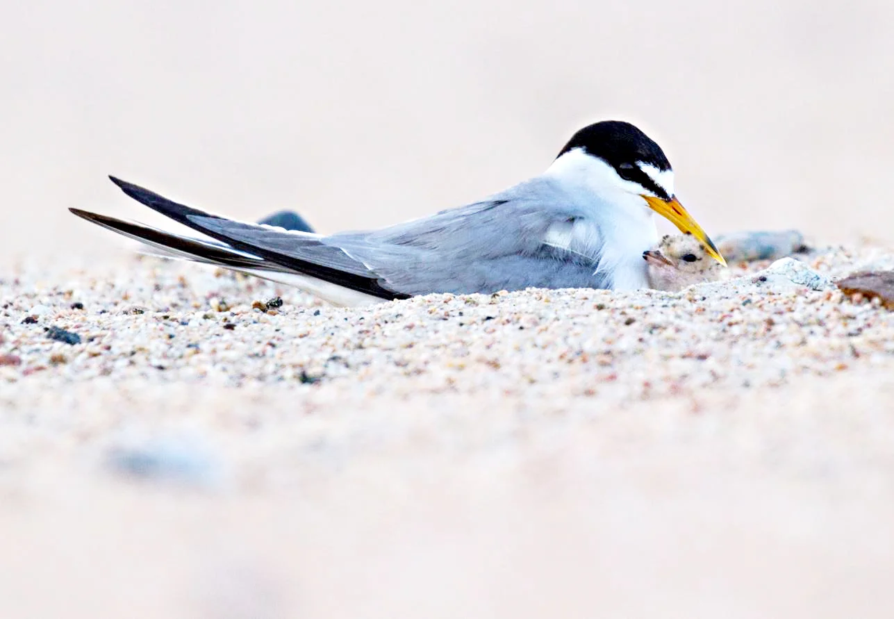   Interior Least Tern   (Sternula antillarum athalassos)   The interior least tern is the smallest tern species in North America and was called a sea swallow because of its delicate flying style.  Wingspan:  About 20 inches  Lifespan:  22-25 years  N