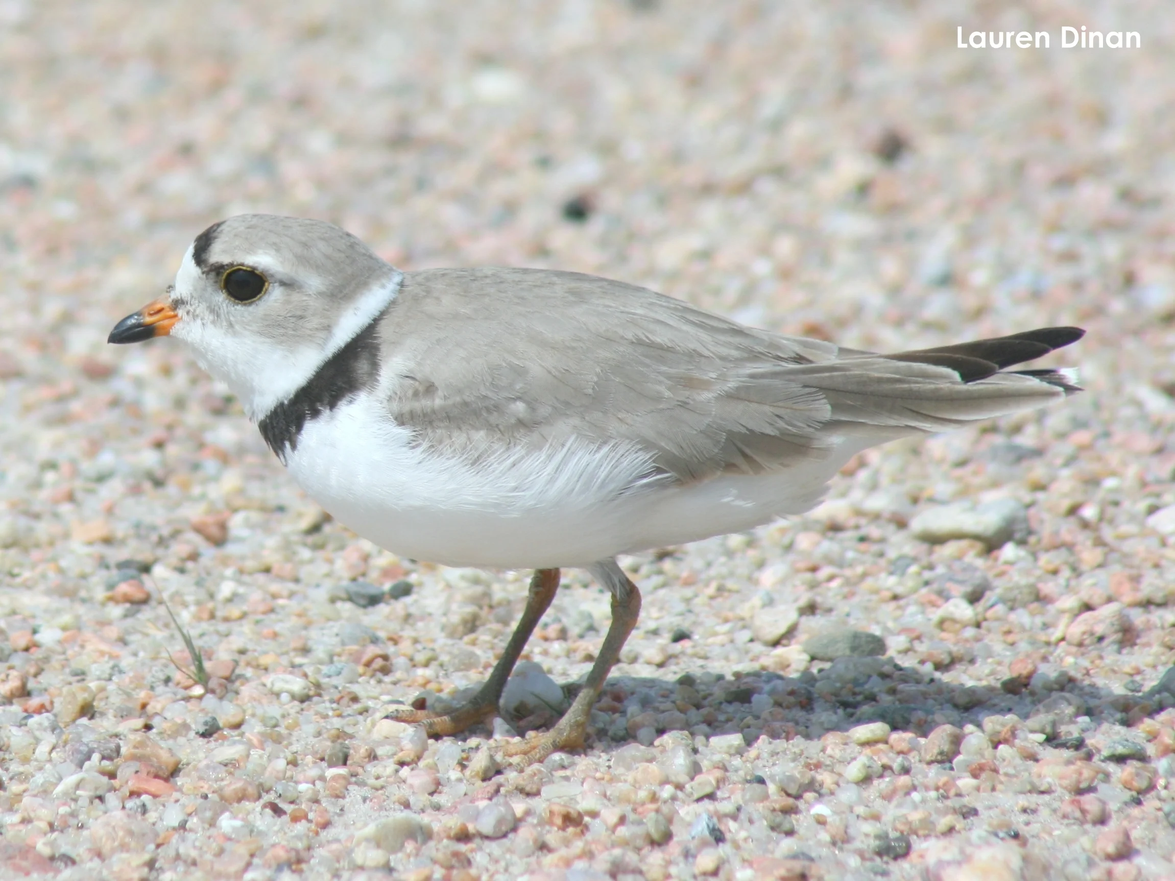   Piping Plover   (Charadrius melodus)    Wingspan:  About 19 inches  Lifespan:  8-11 years  Number of eggs:  4  Wintering grounds:  Gulf Coast areas  Nesting Habitat:  Historically, river sandbars; today industrial sandpits, lake-shore housing devel