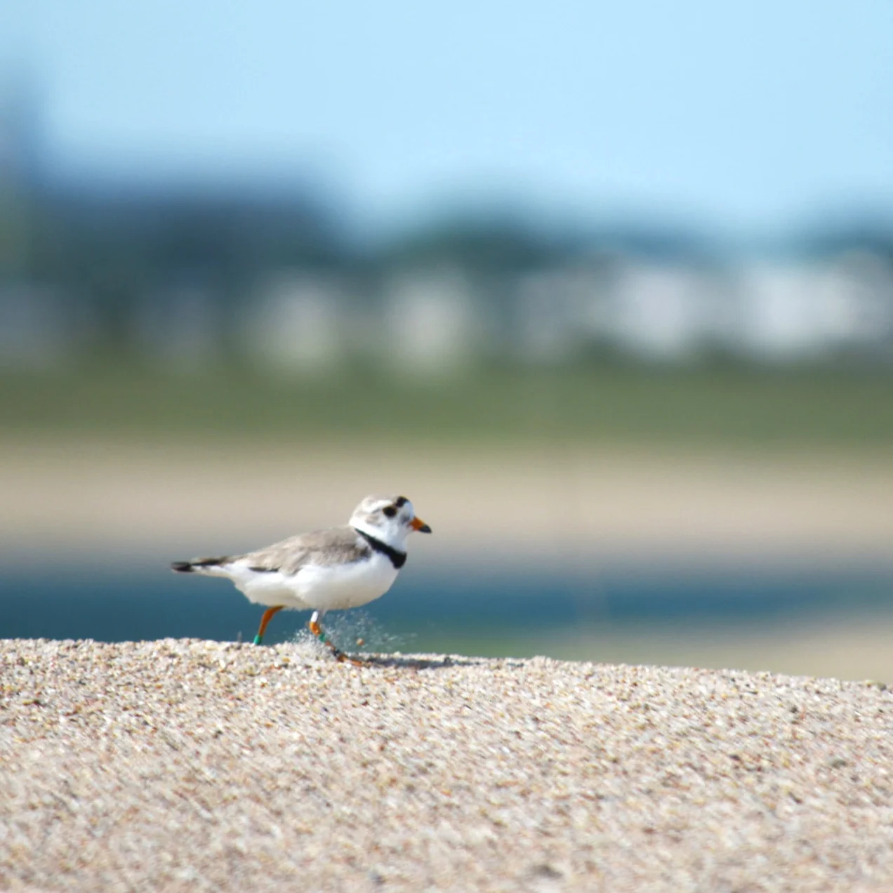 HABITAT AND HUMANITY