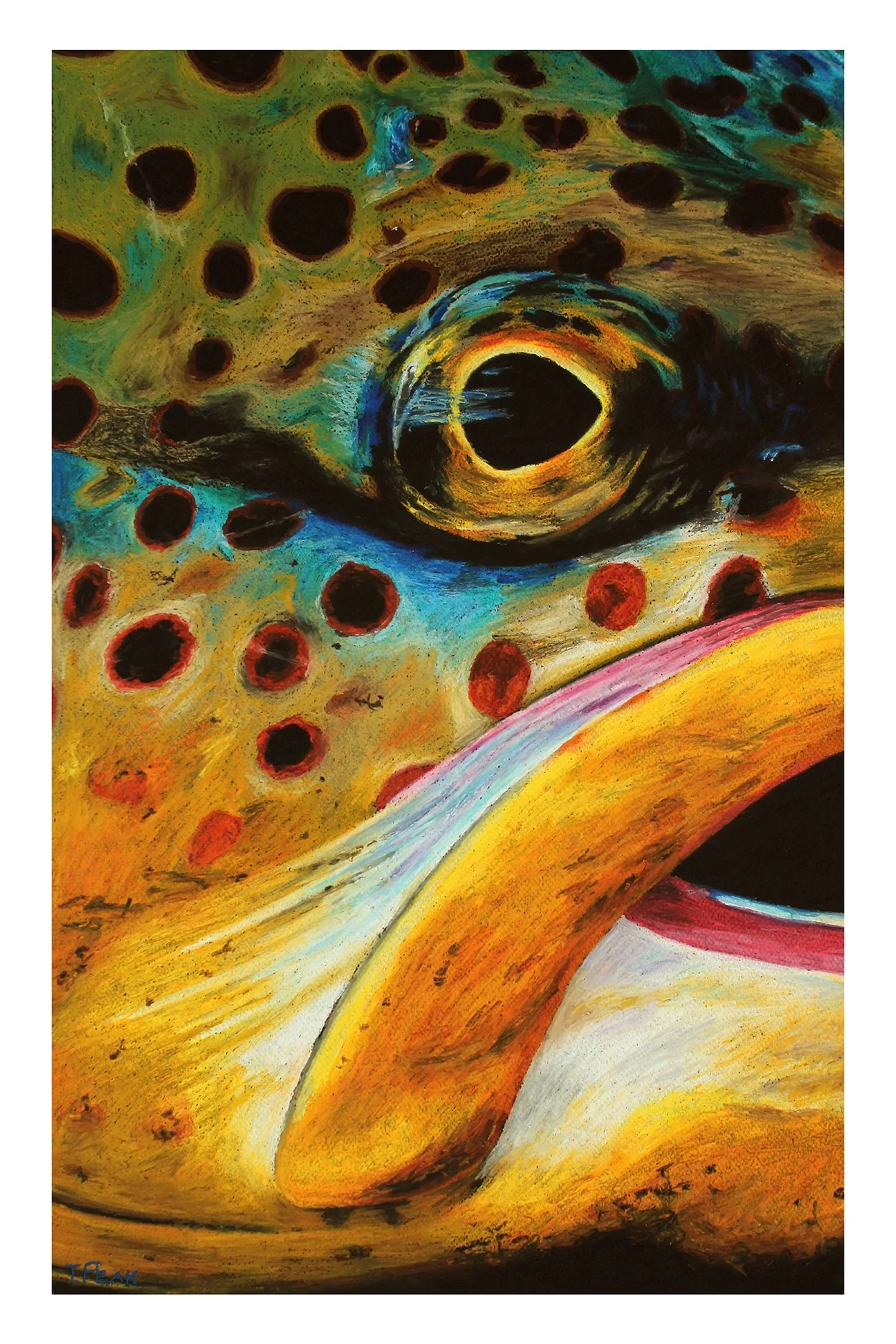 BrownTrout(app).jpg