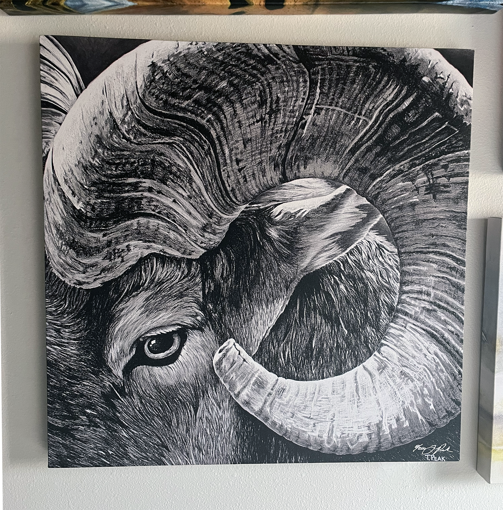 charcoal sheep.png