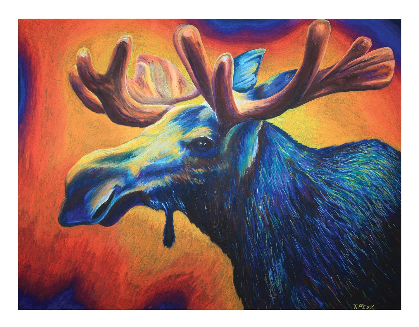 Moose Internet App.jpg