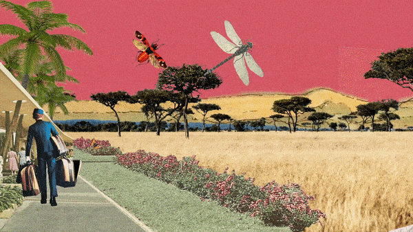 CNT - Mini Beast Safaris