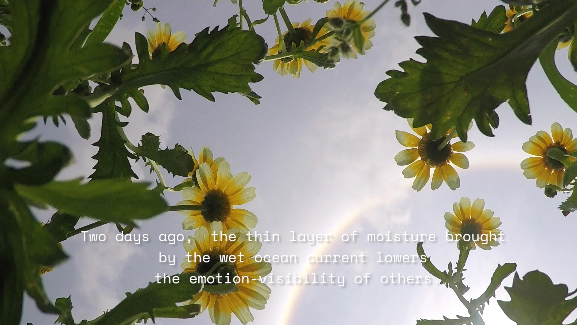 WEATHER GIRL_HALO DAISY.jpg