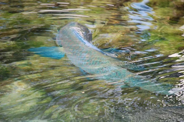 Blue Wrasse
