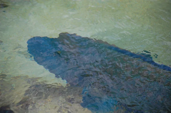 All sides of the beautiful Blue Wrasse