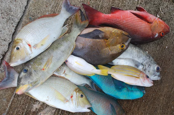 Morning's Catch