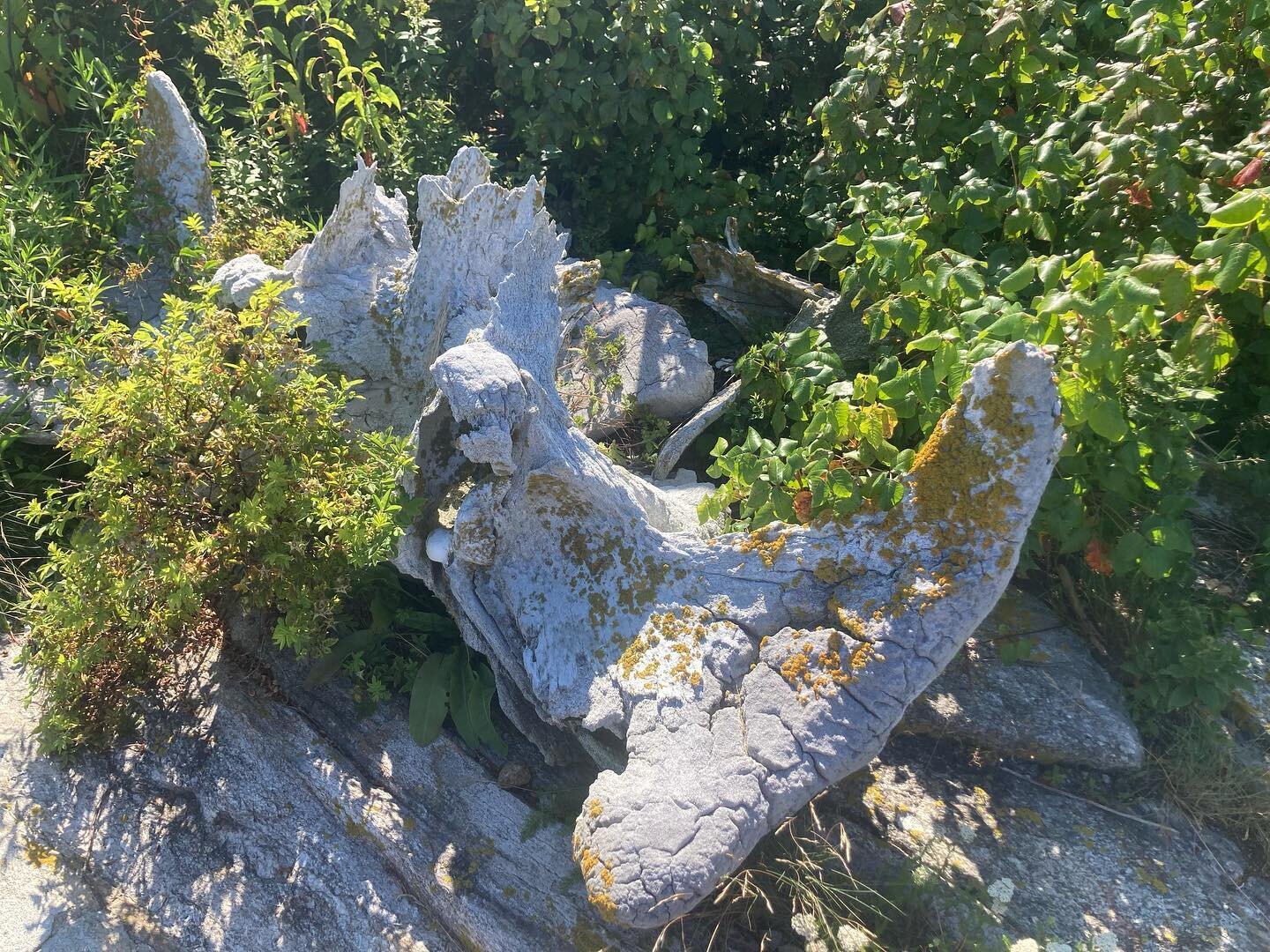 Found Color |  worn white - naturalized whale bone in an island thicket