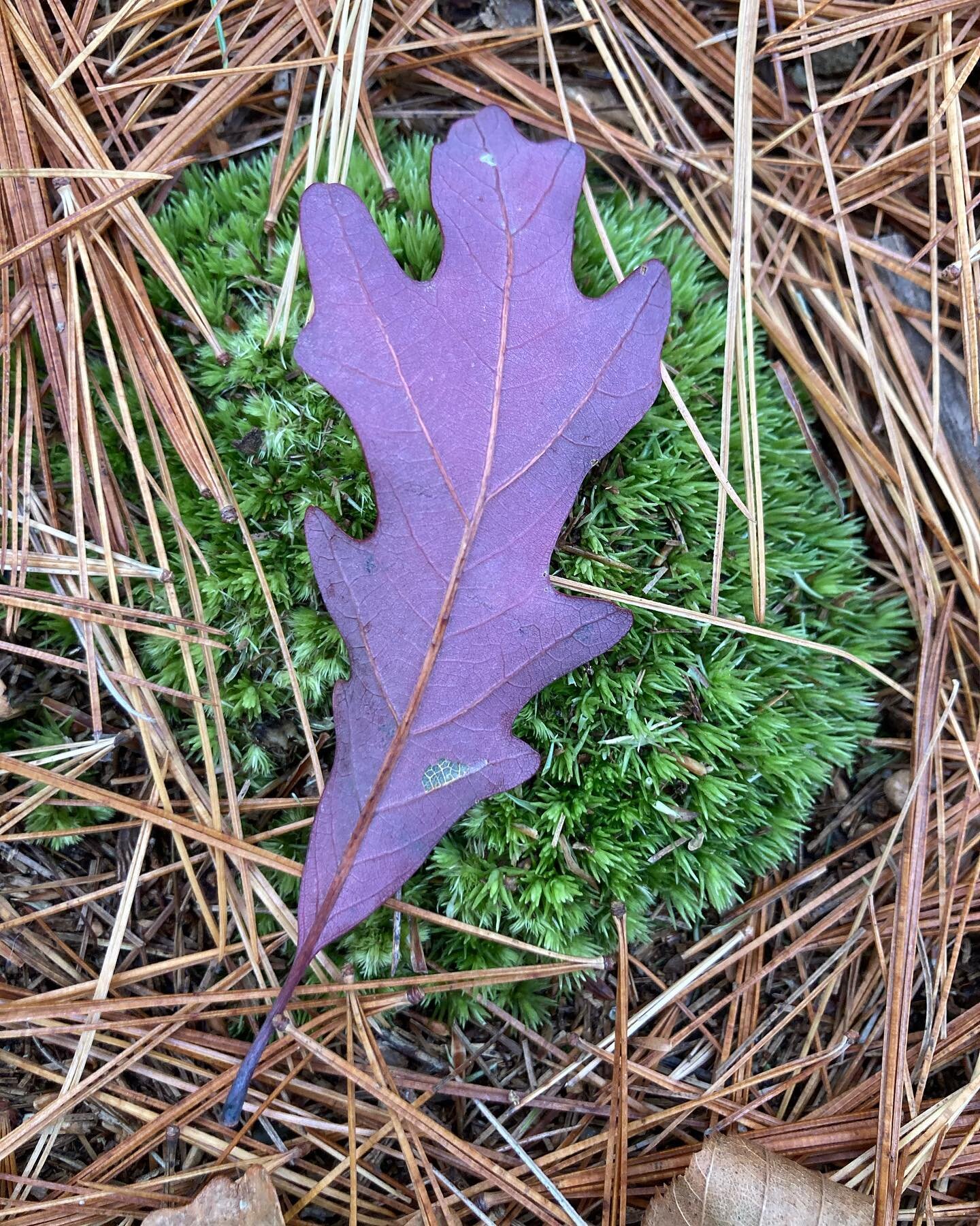 Found Color | Strikingly purple Red Oak leaf in an overcast afternoon light