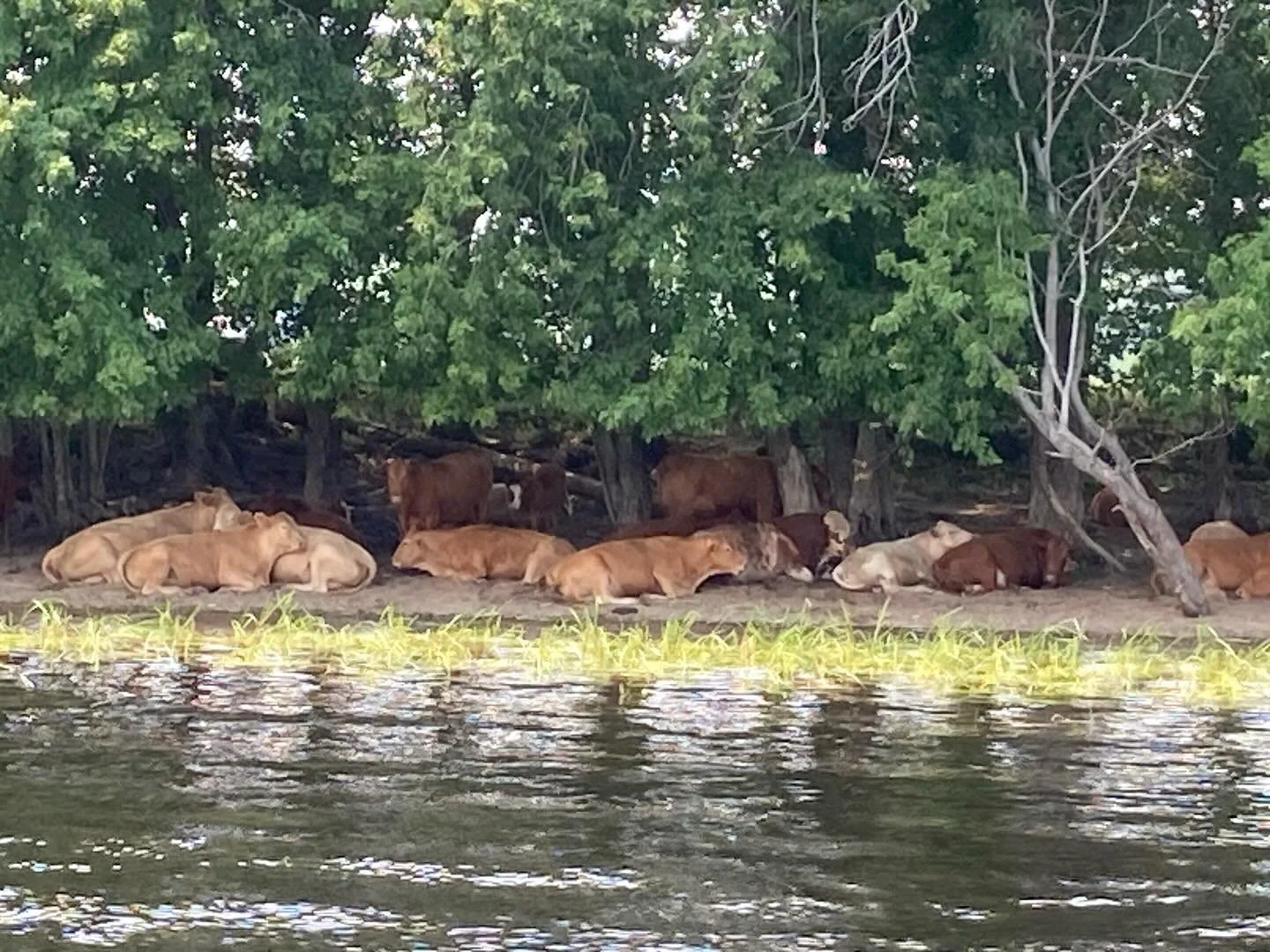 Found Color |  sleeping cows under a tree boarder, in the foreground chartreuse grasses along the Saint John River, New Brunswick, Canada