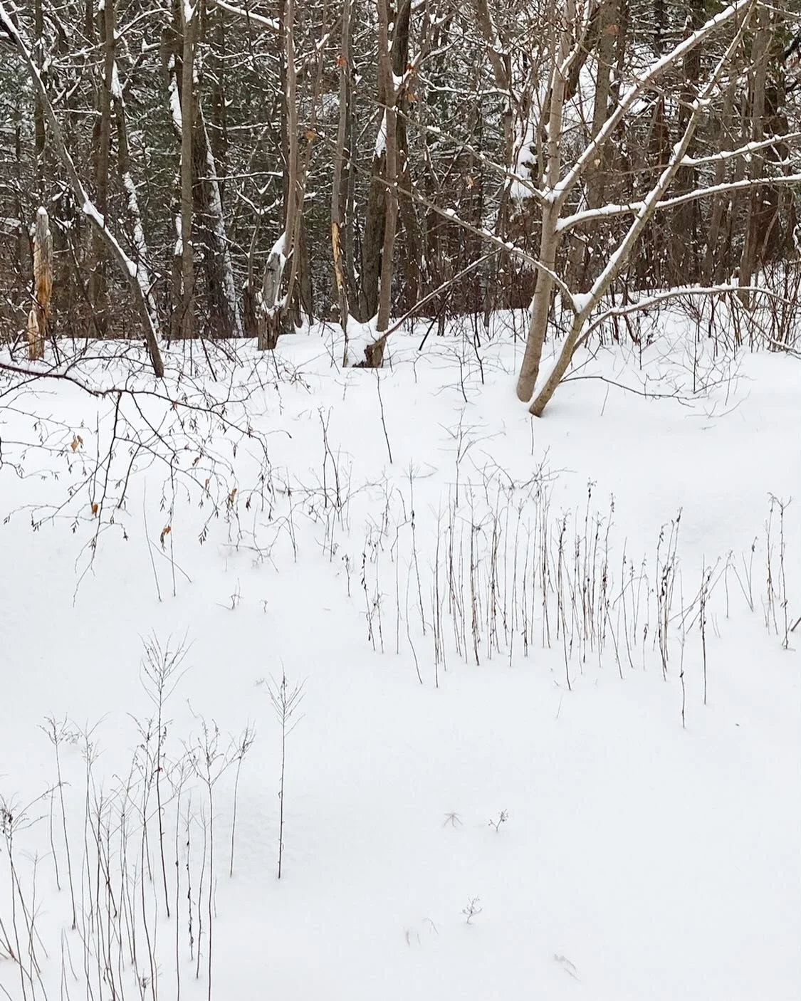 Found Color |  snow drawing outside the studio door