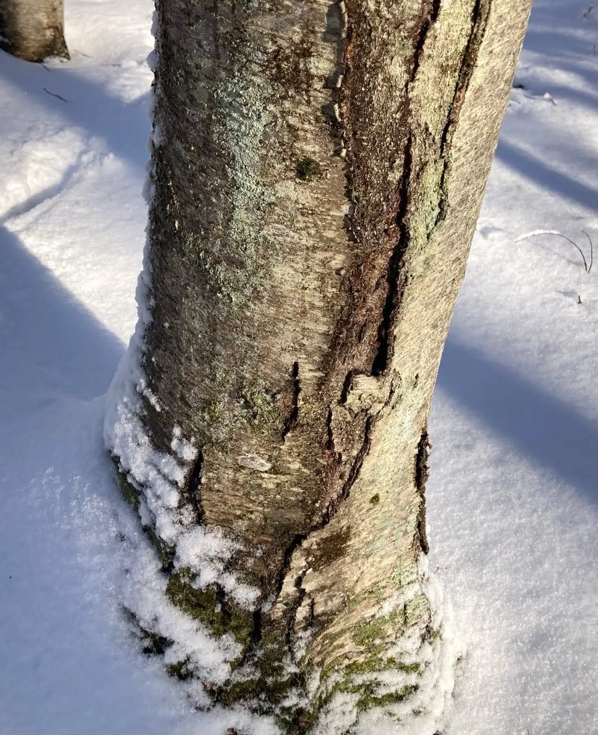 Found Color | in the blue shadows of the snowy woods, green is on tree bark as lichen and moss