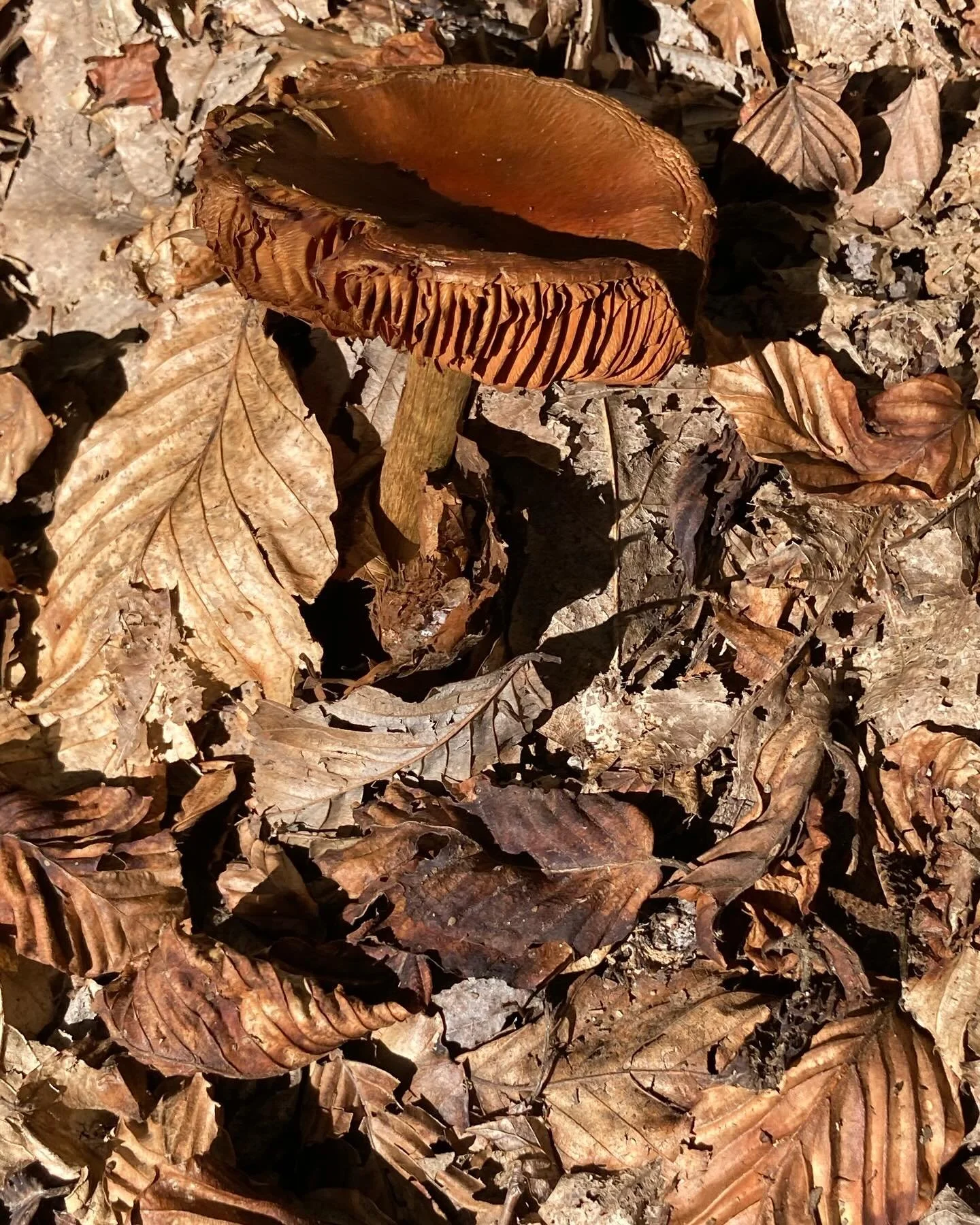 Found Color | monochromatic mushroom camouflage - amazing use of texture to hide in plain sight too!