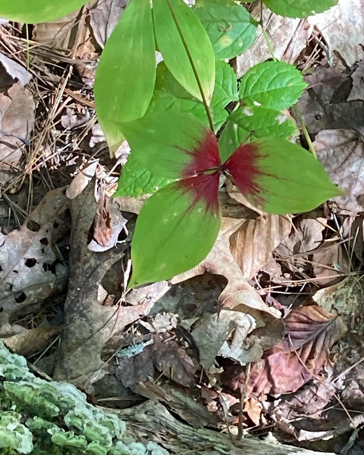 Found Color | nature&rsquo;s painting crew has started to work on the understory