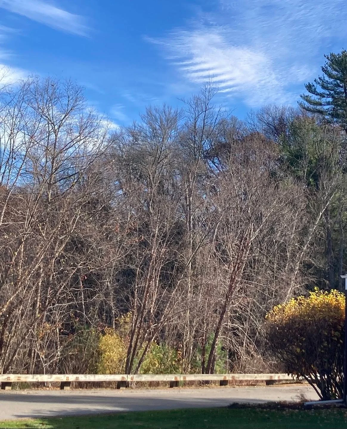 Found Color | November tree border and cloud pattern - deCordova