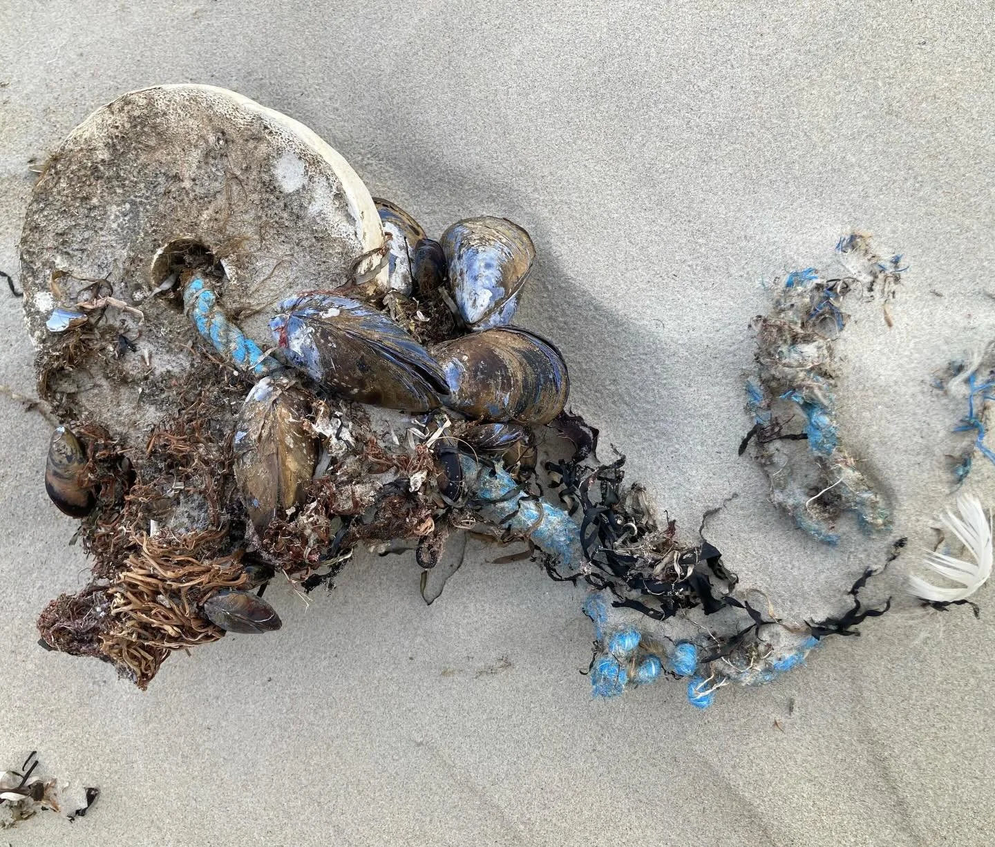 Found Color |  polypropylene cobalt blue with indigo mussels attached - colors by fisherman and nature