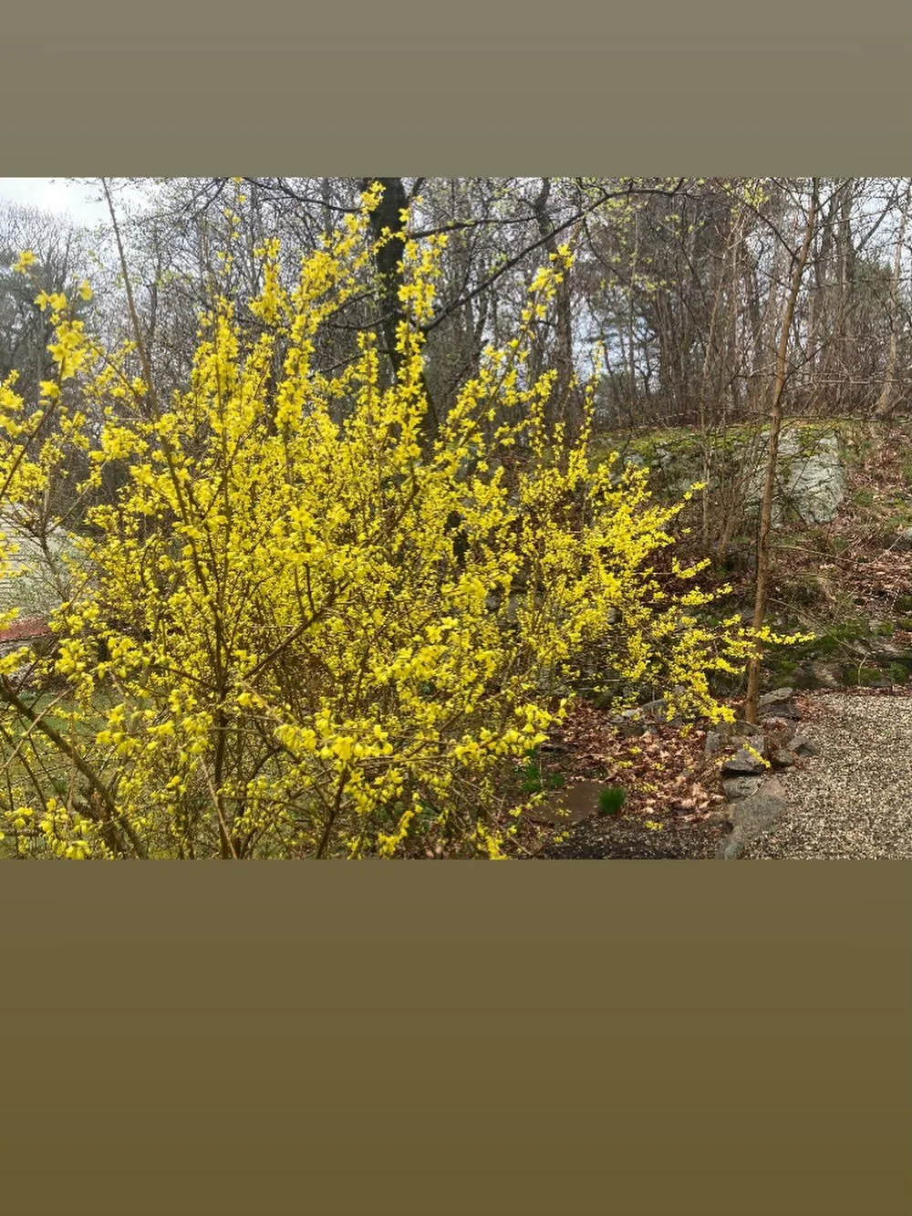 Found Color | the humble forsythia radiates yellow light on a gray day