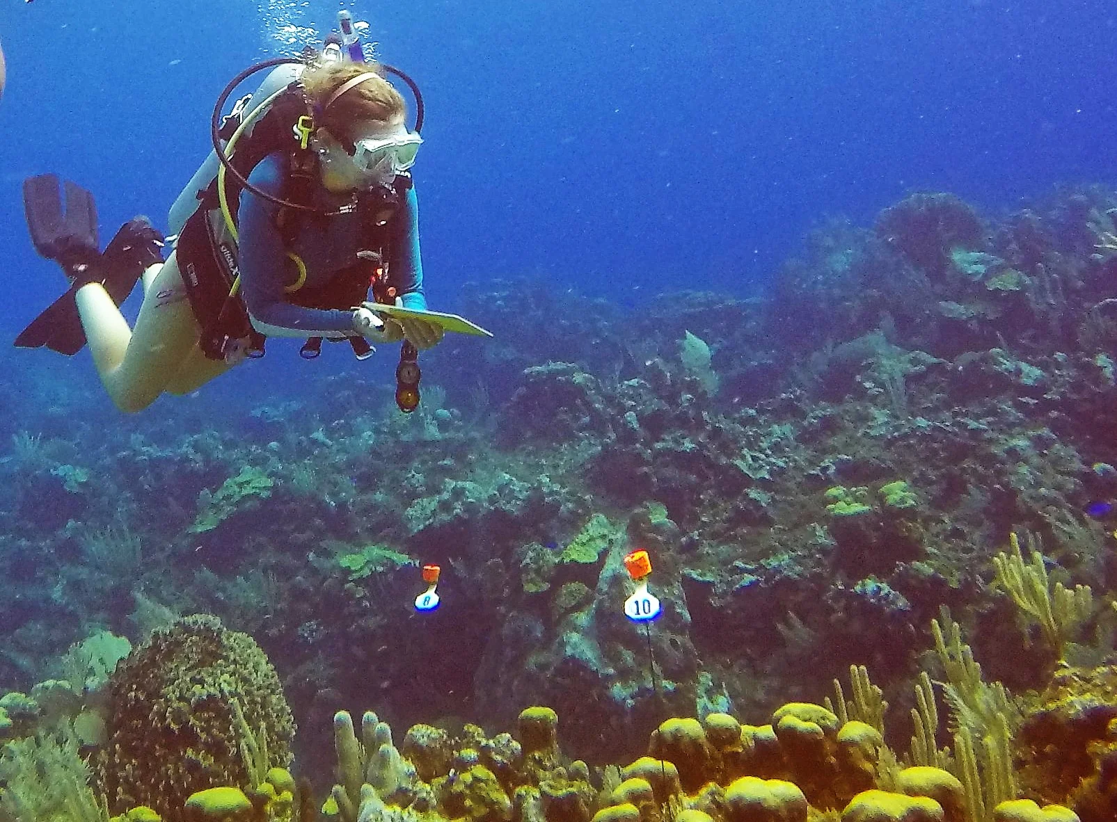 Coral ID & Monitoring Activities