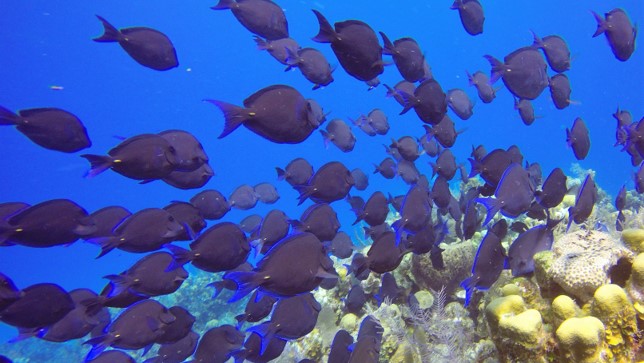 Blue Tang.jpg
