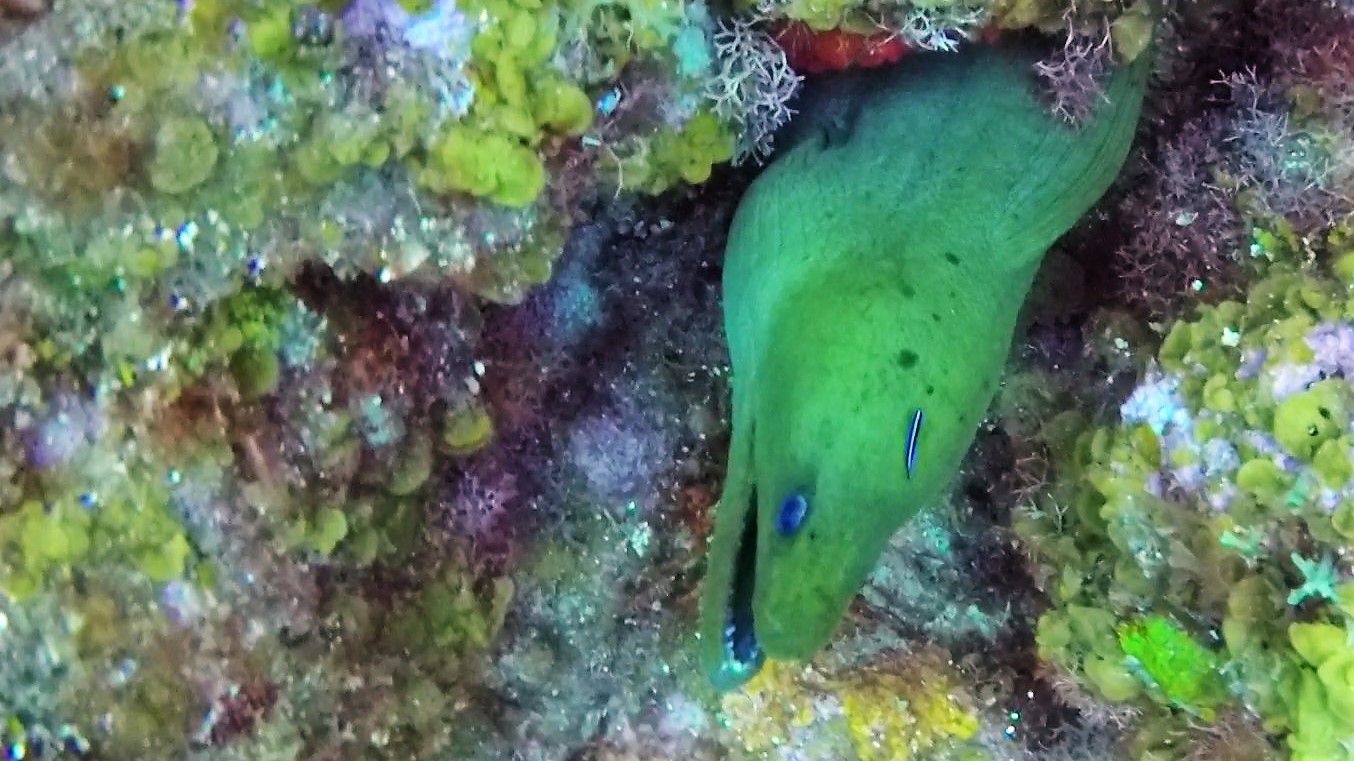 Green Moray Eel.jpg