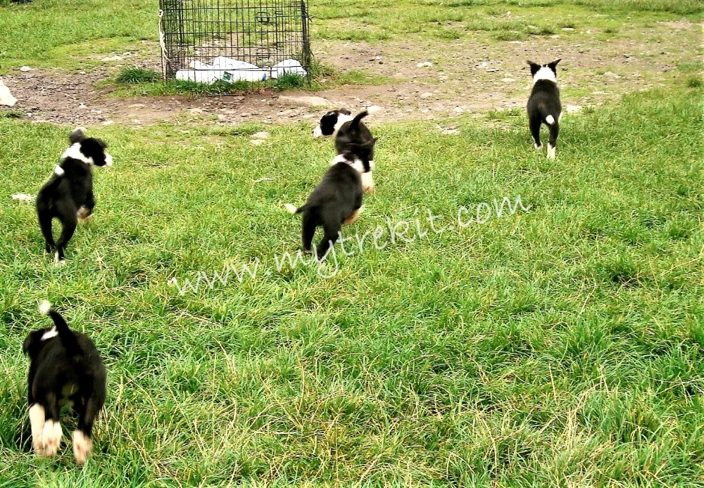 Frolicking puppies always bring smiles!