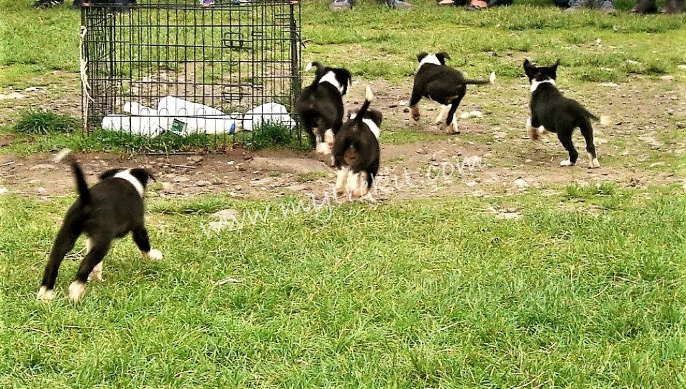 Working Sheepdogs(5).jpg