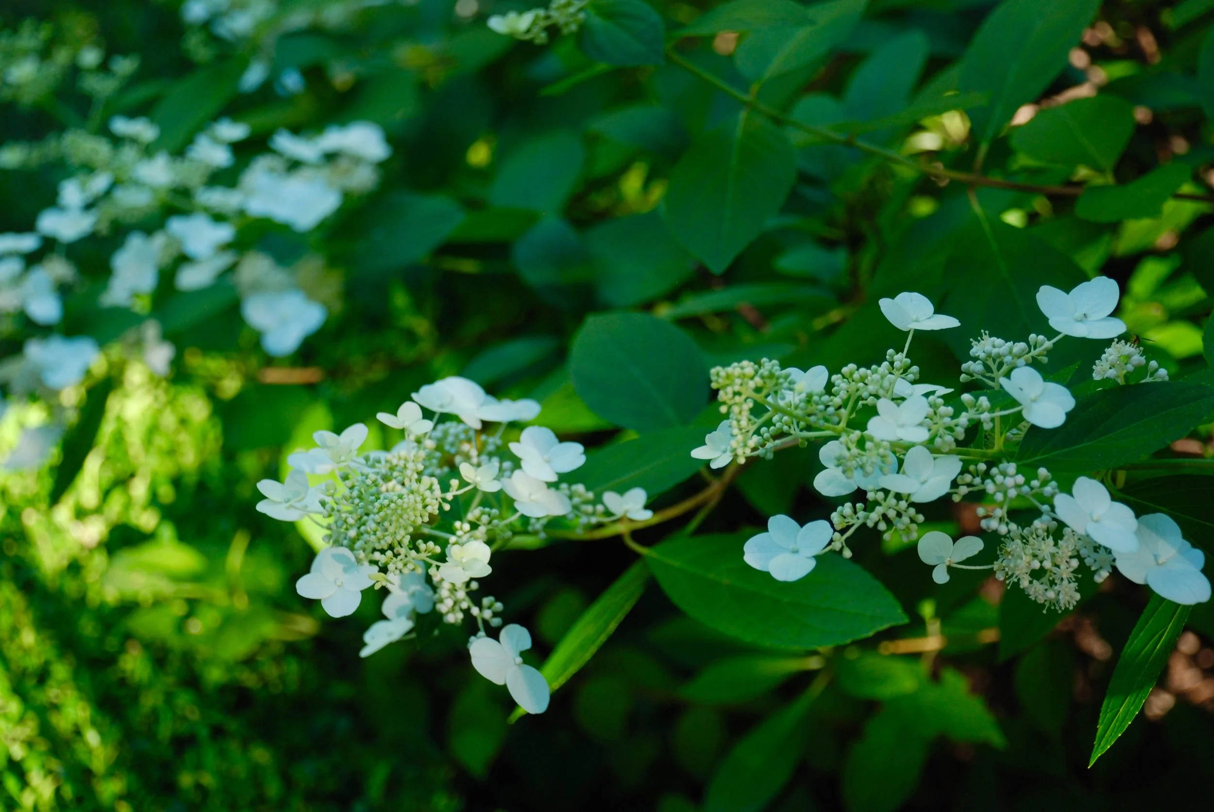 DSC_0879.jpg