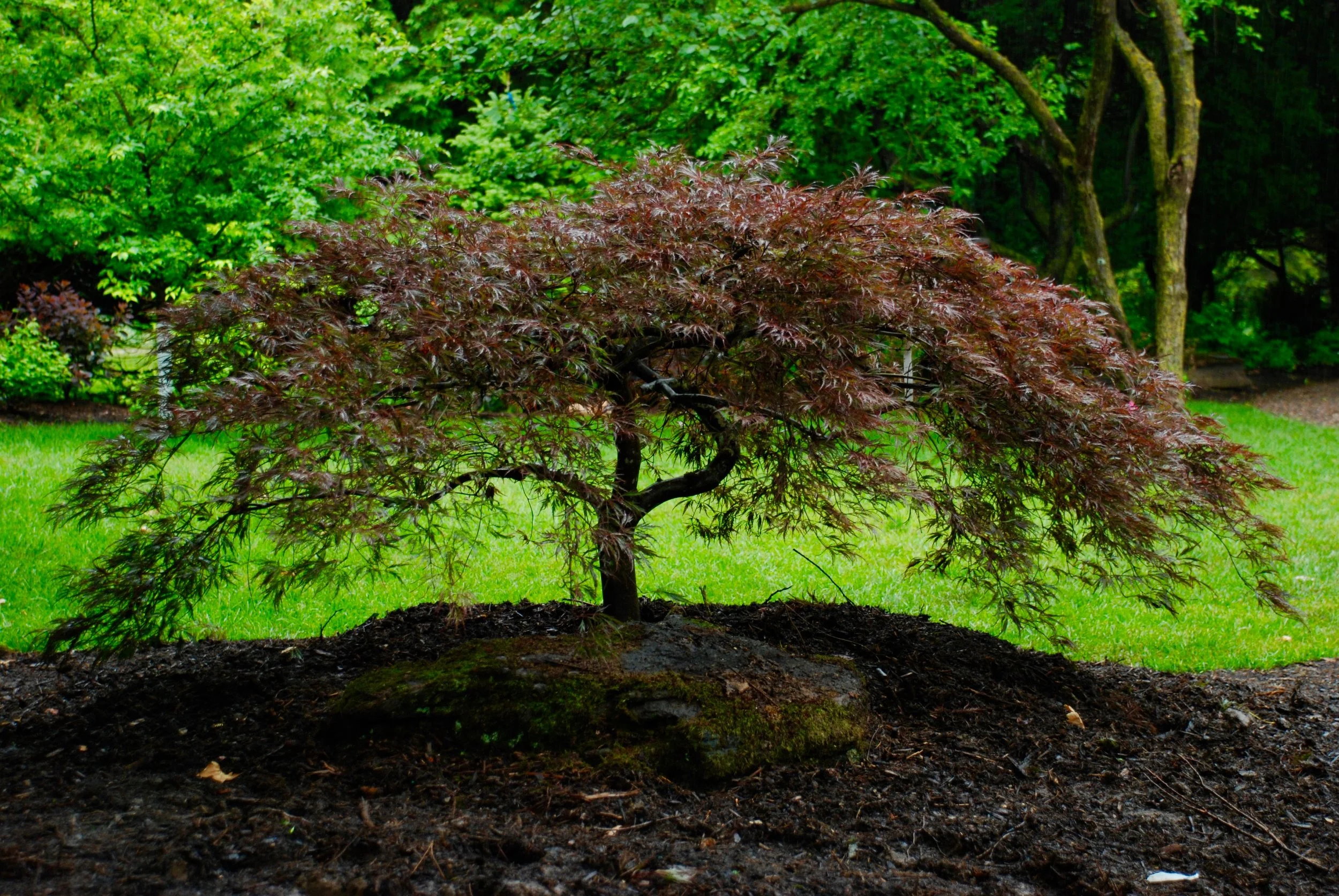 DSC_0666.jpg