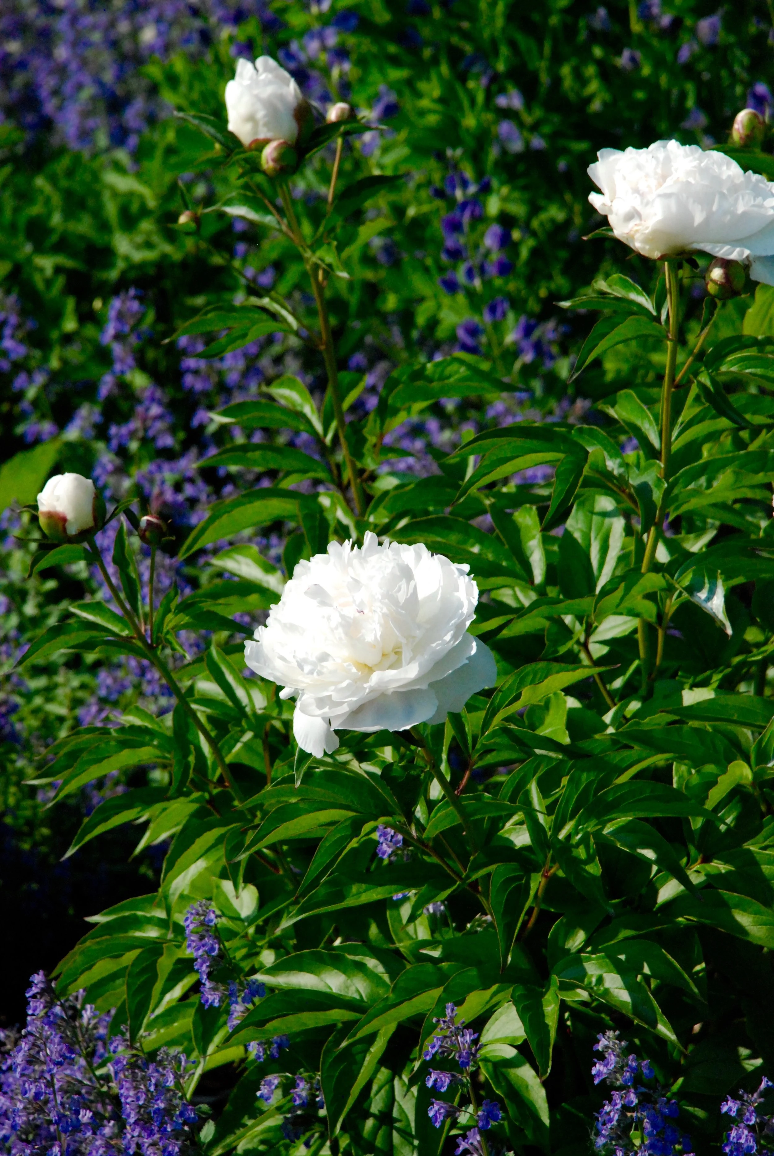 DSC_0278.jpg